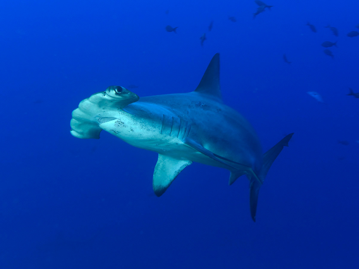Scalloped Hammerhead Shark