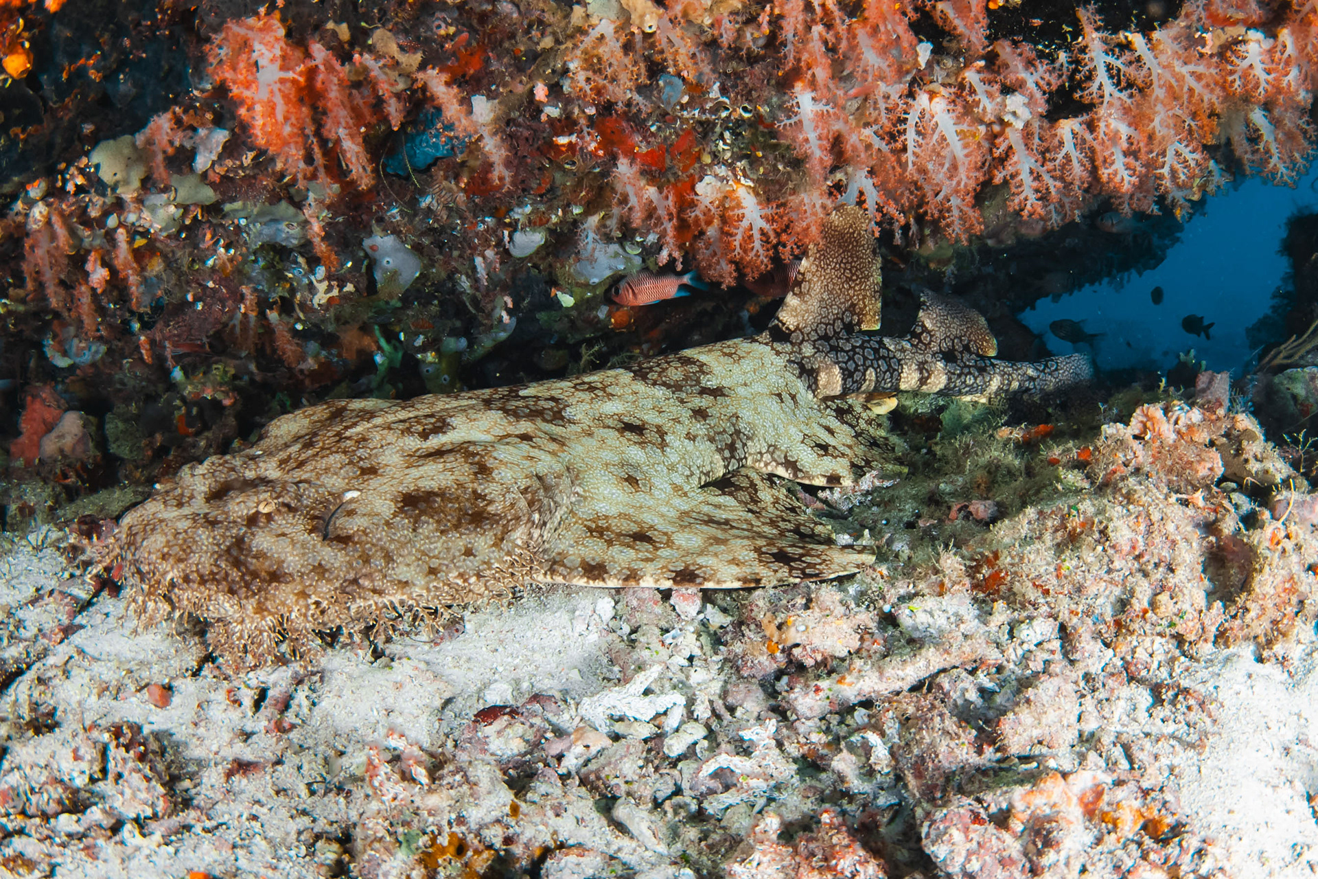 Wobbegong Shark