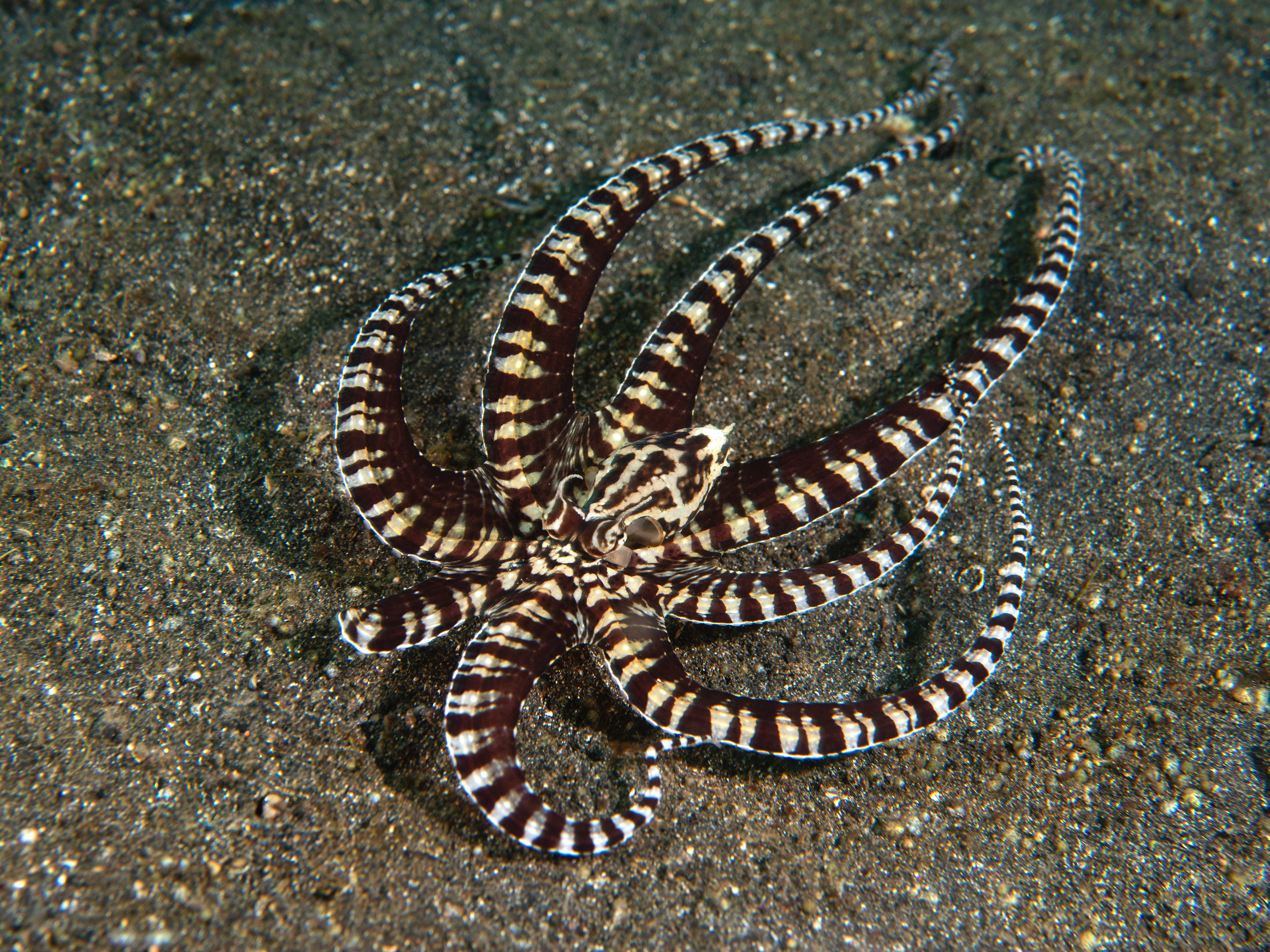 Mimic Octopus