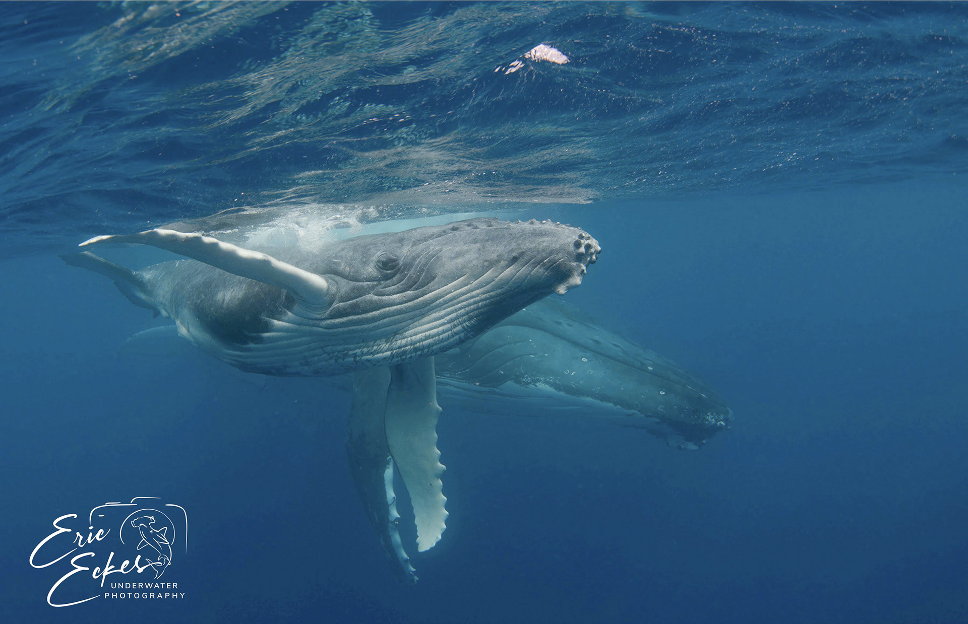 Mom and Calf