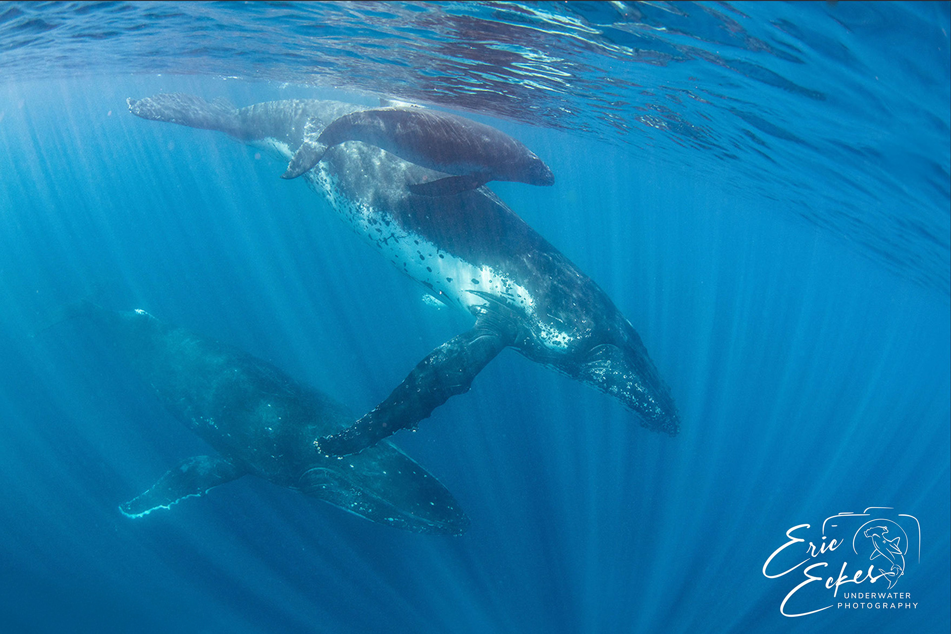 Mother and calf often travel with unrelated companion