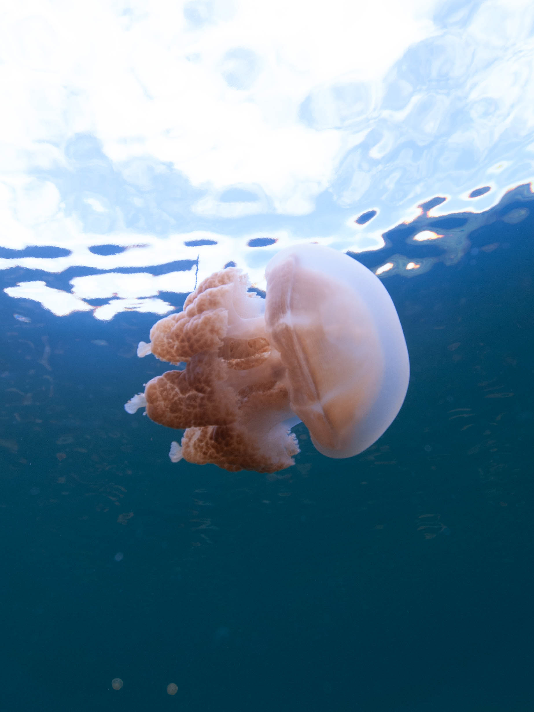Jellyfish Lake, Palau
