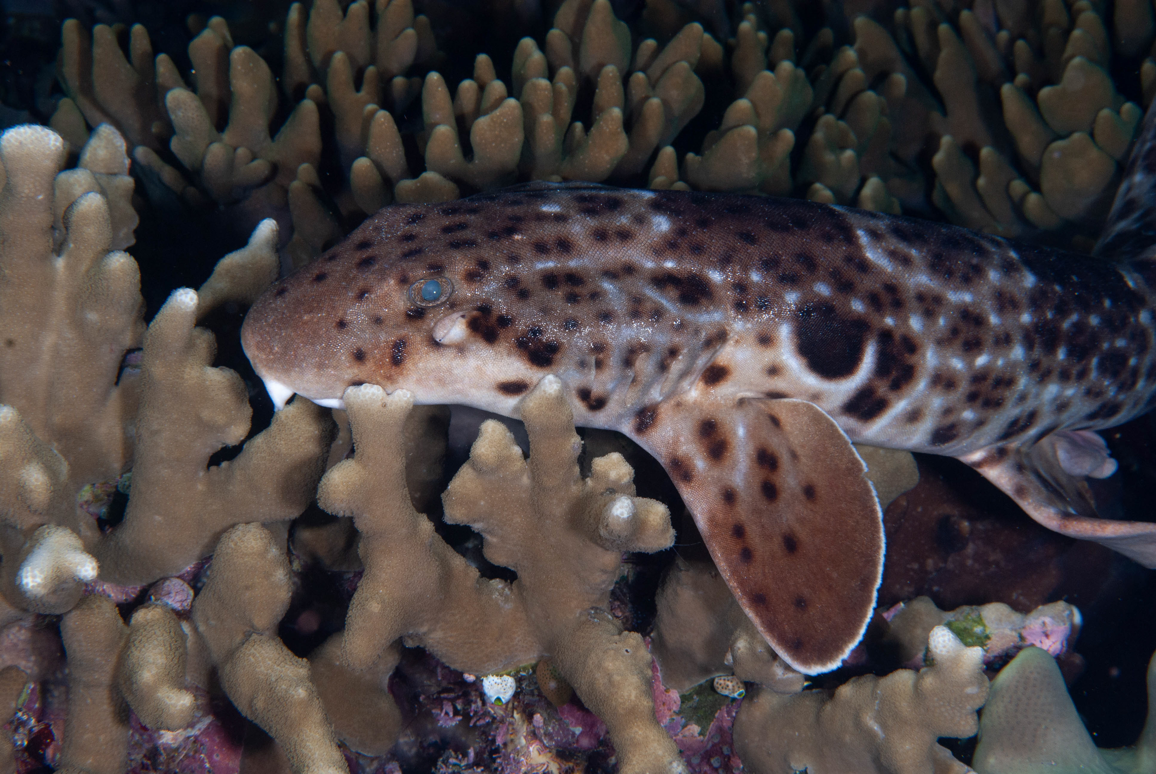 Epaulette Shark