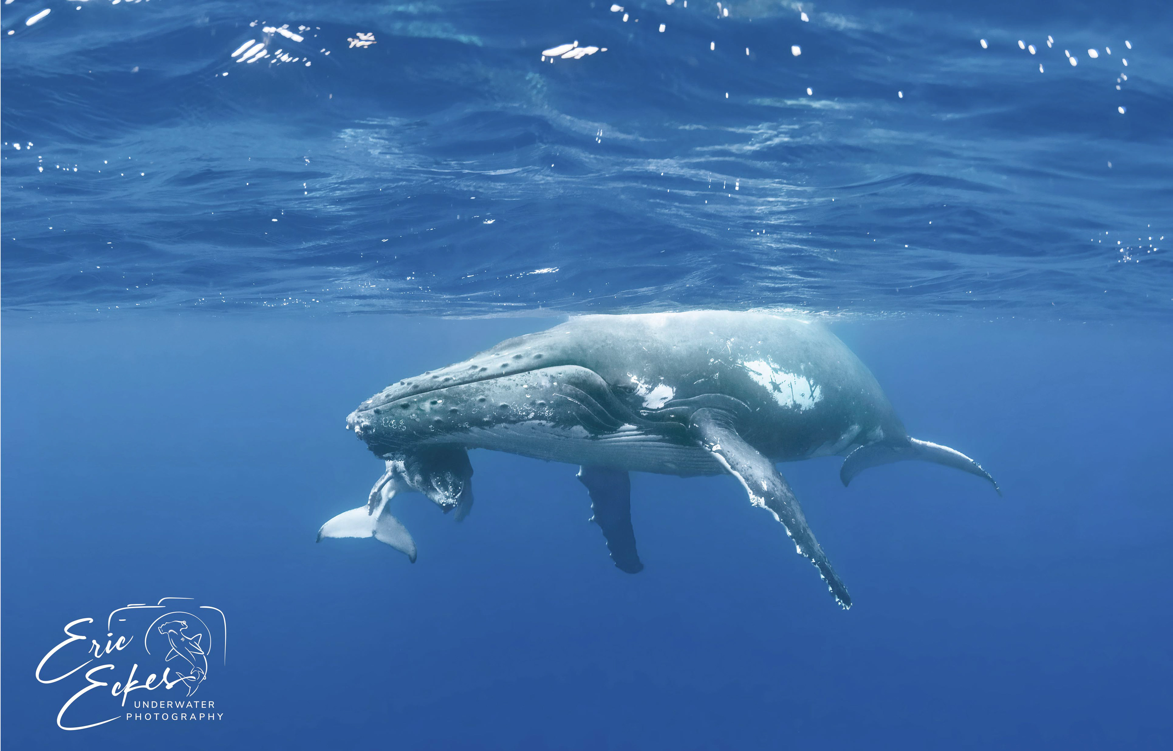 Humpback mother teaching calf breath holding