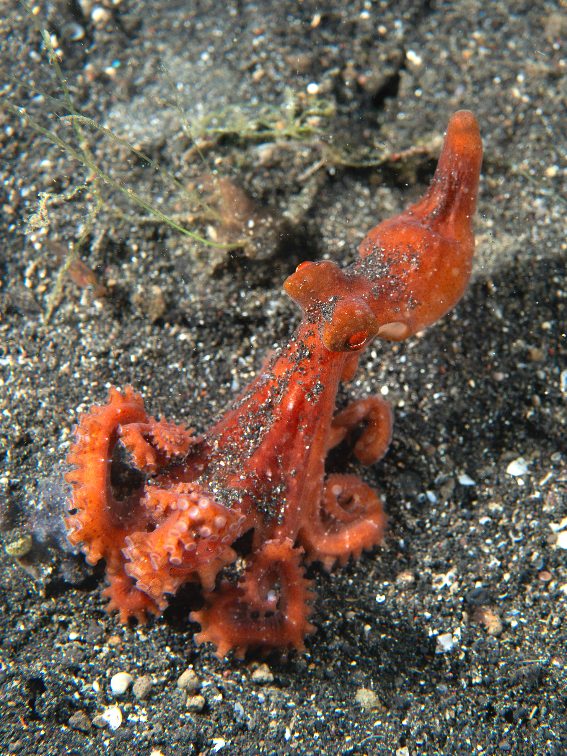 Starry Night Octopus