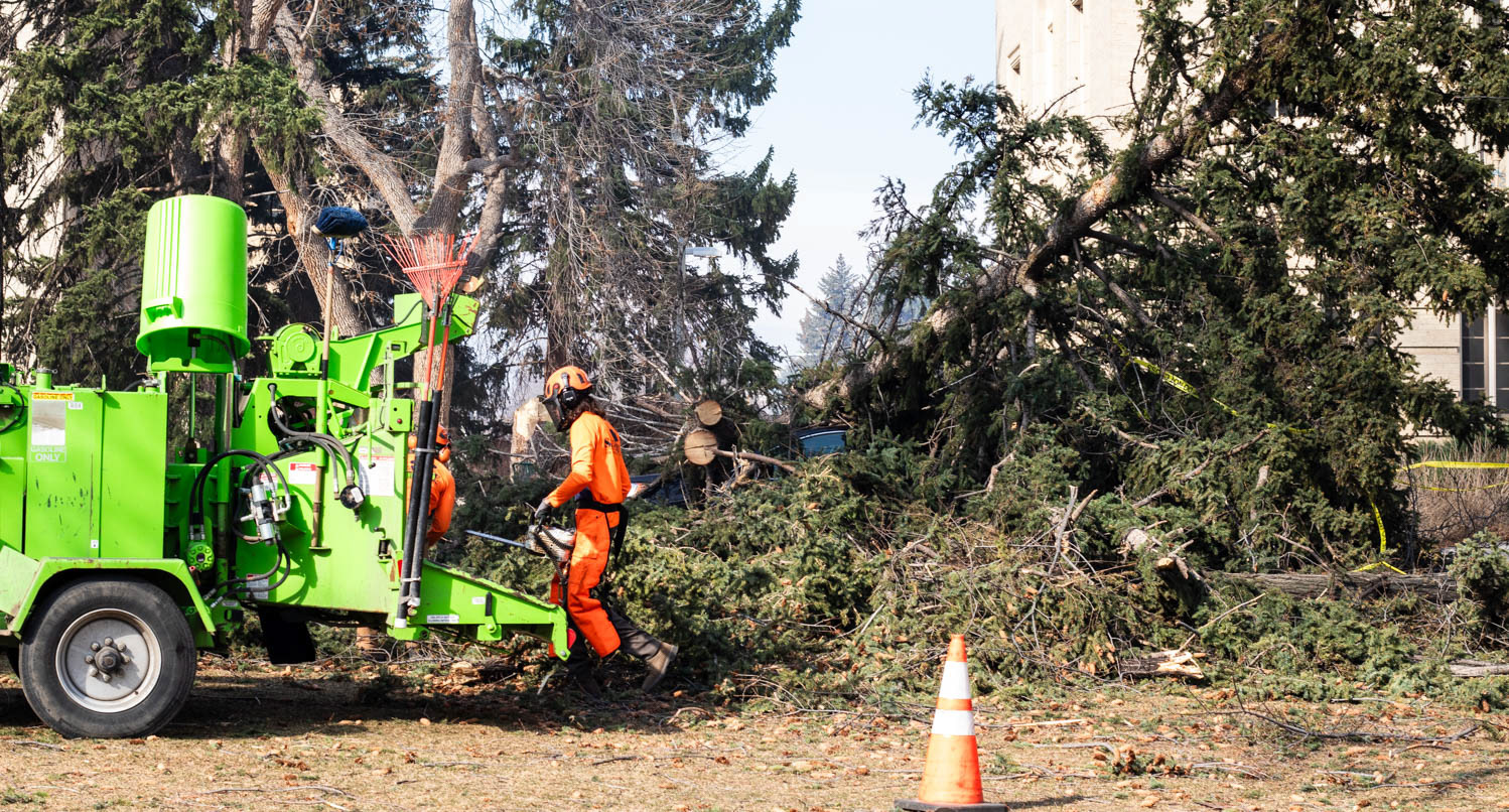 Trees down at the Oval - Breaking news
