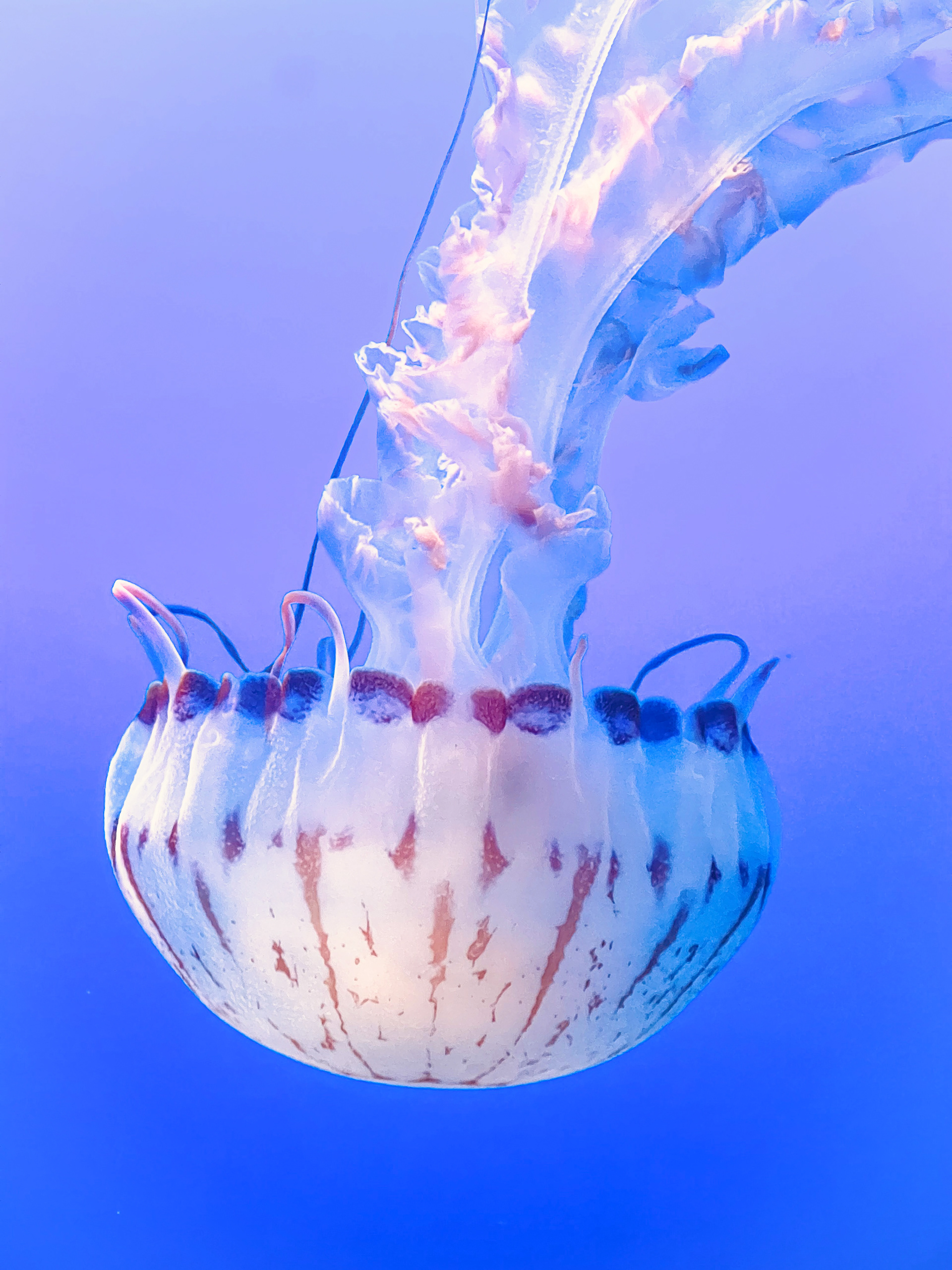 My favorite - mesmerizing jelly from the Monterey Bay Aquarium