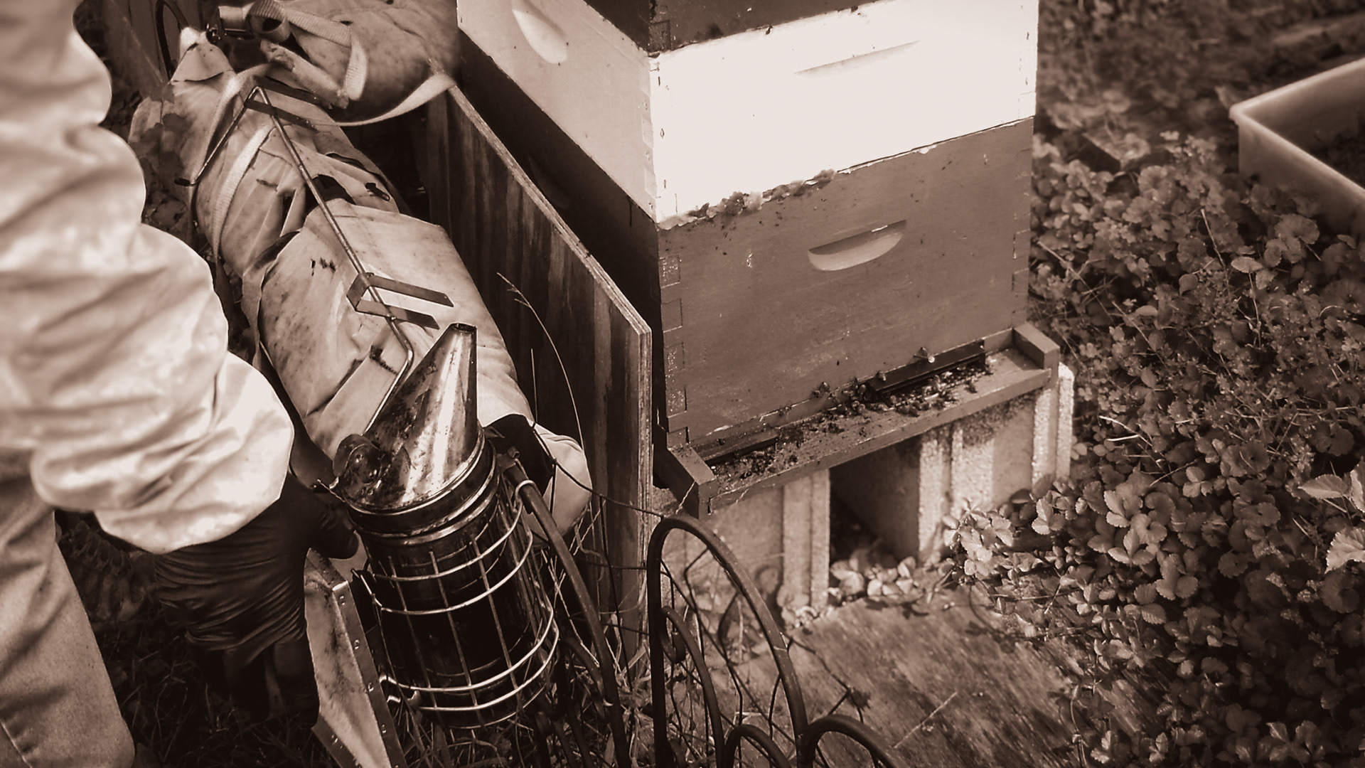 Captured moments from beekeeping with my dad- a hobby warranting many photos.