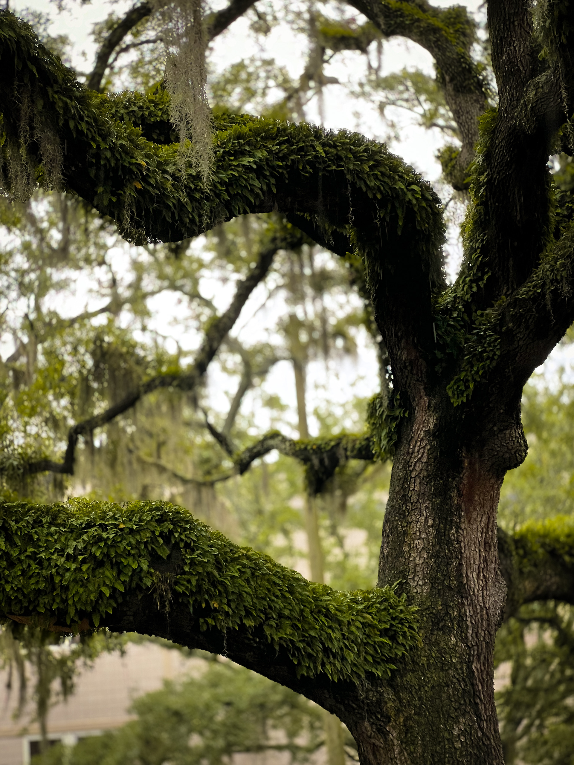 Fern consumed trees of Savannah