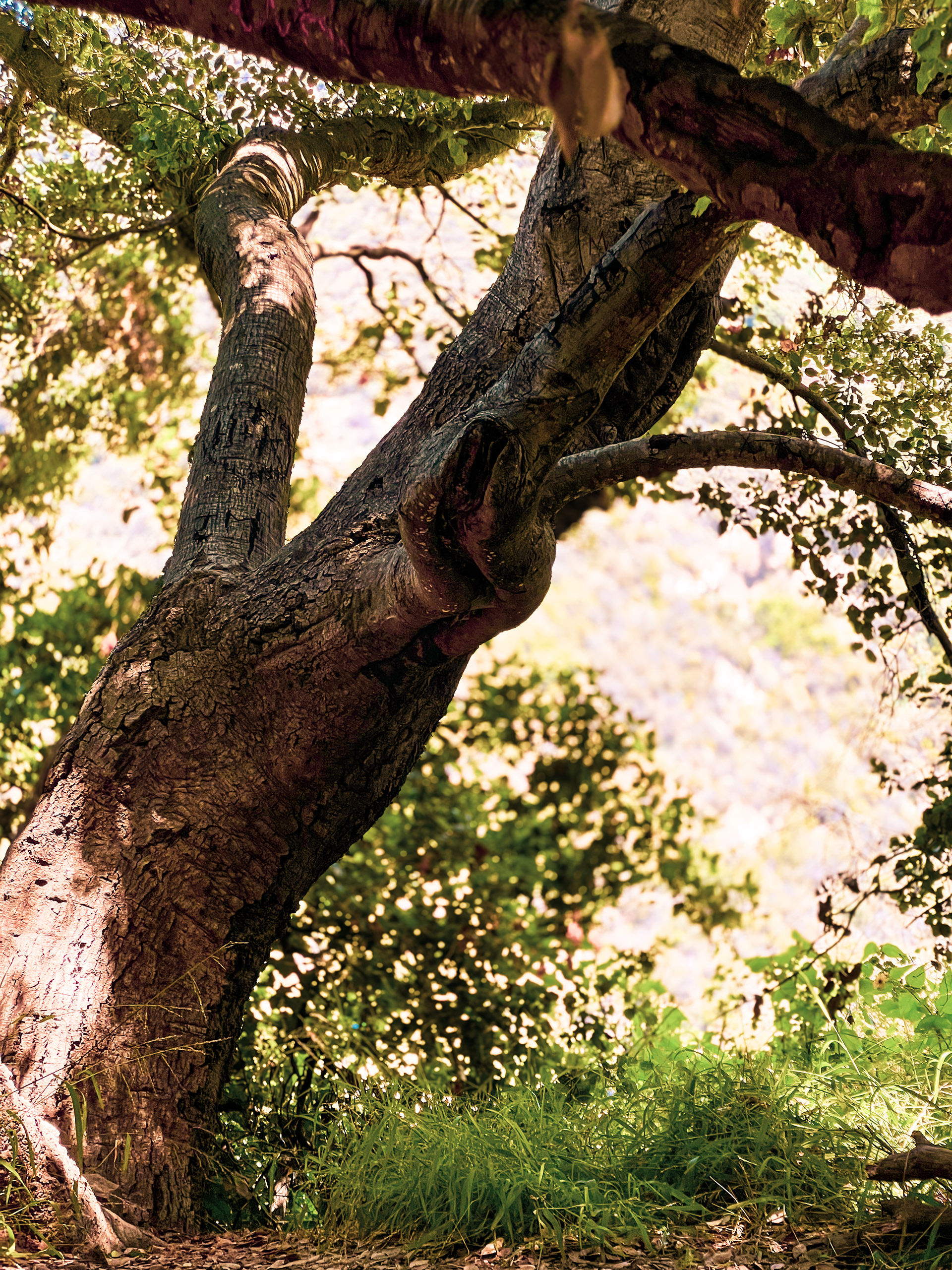 Winnie-the-Pooh tree in Temescal Canyon Park.