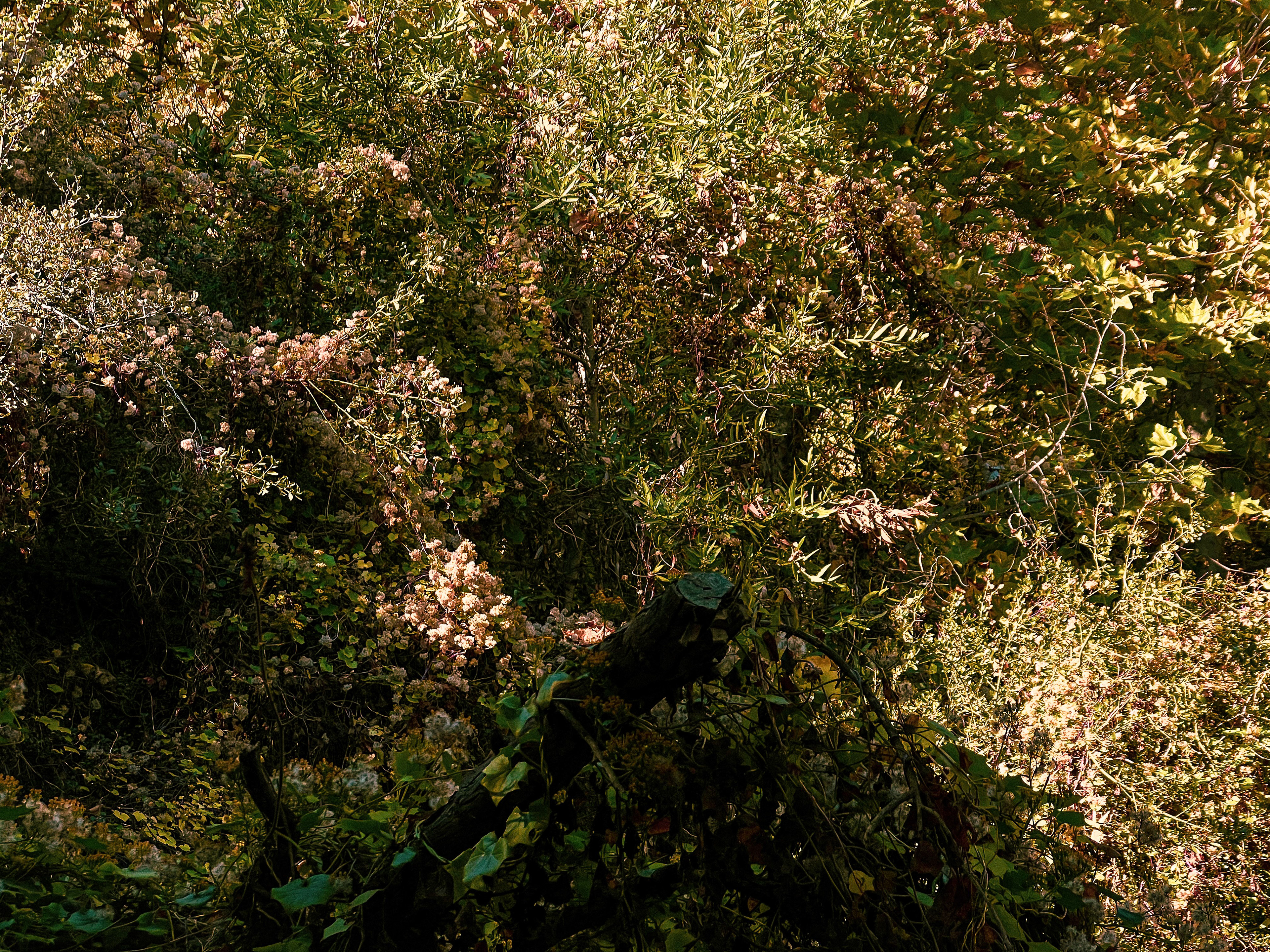 Baroque bush