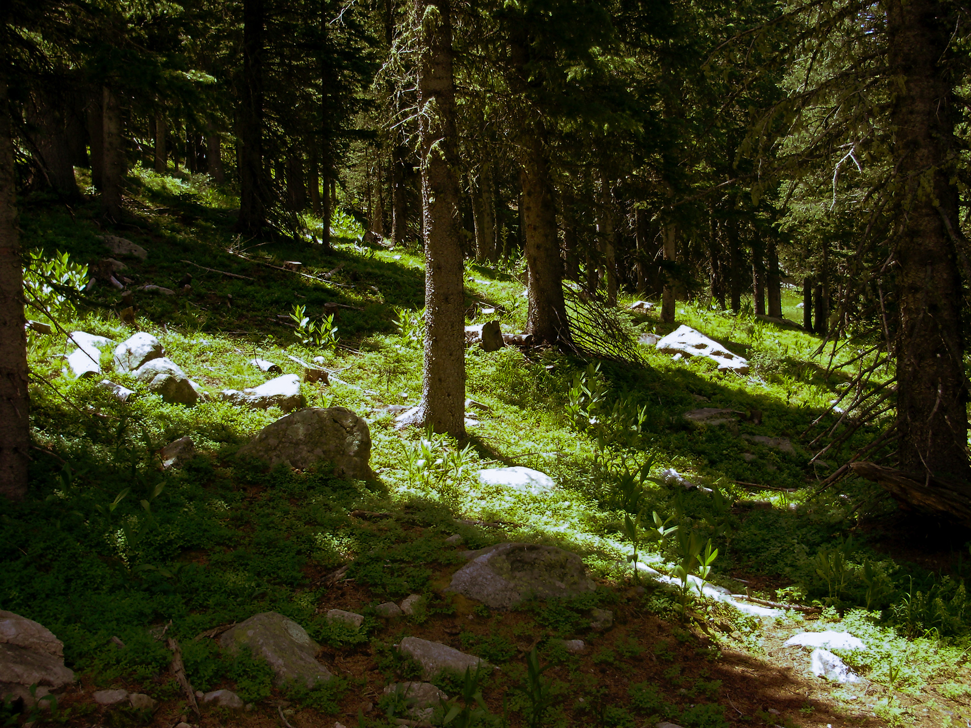 Mystical light in the forests of Santa Fe New Mexico, captured on my childhood digital camera.