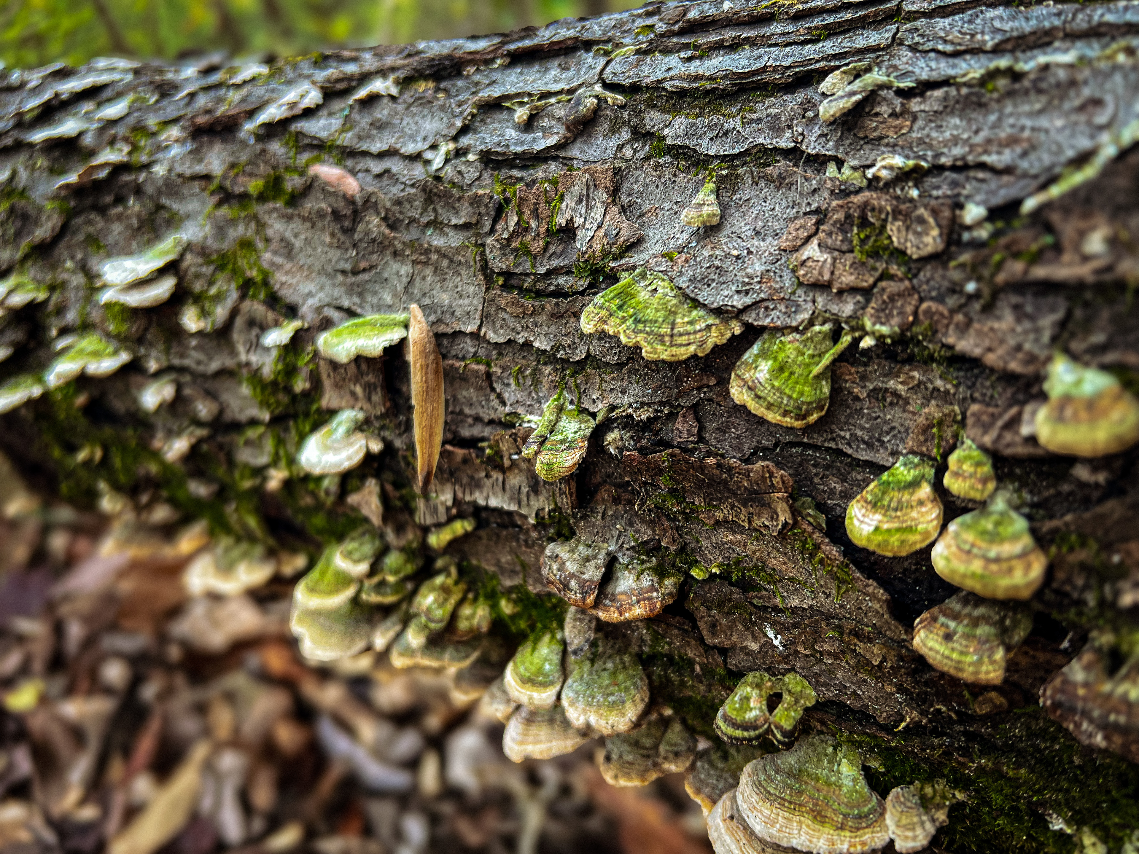 Dead log consumed by new life in late fall