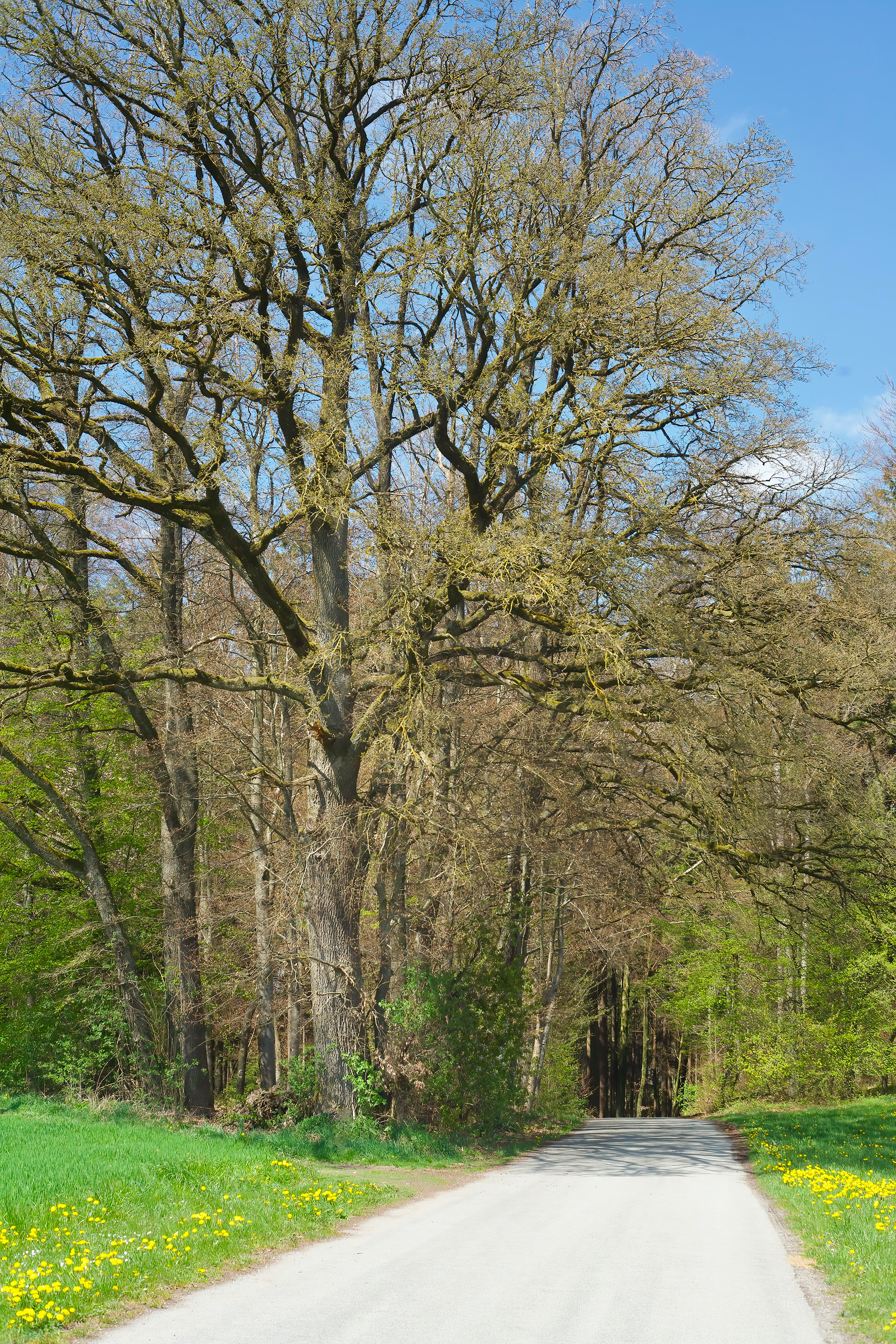 4-2021 // Weg von Steinweg nach Hart // Carl Zeiss Jena Pancolar electric 1.8/50mm, Canon EOS 30D