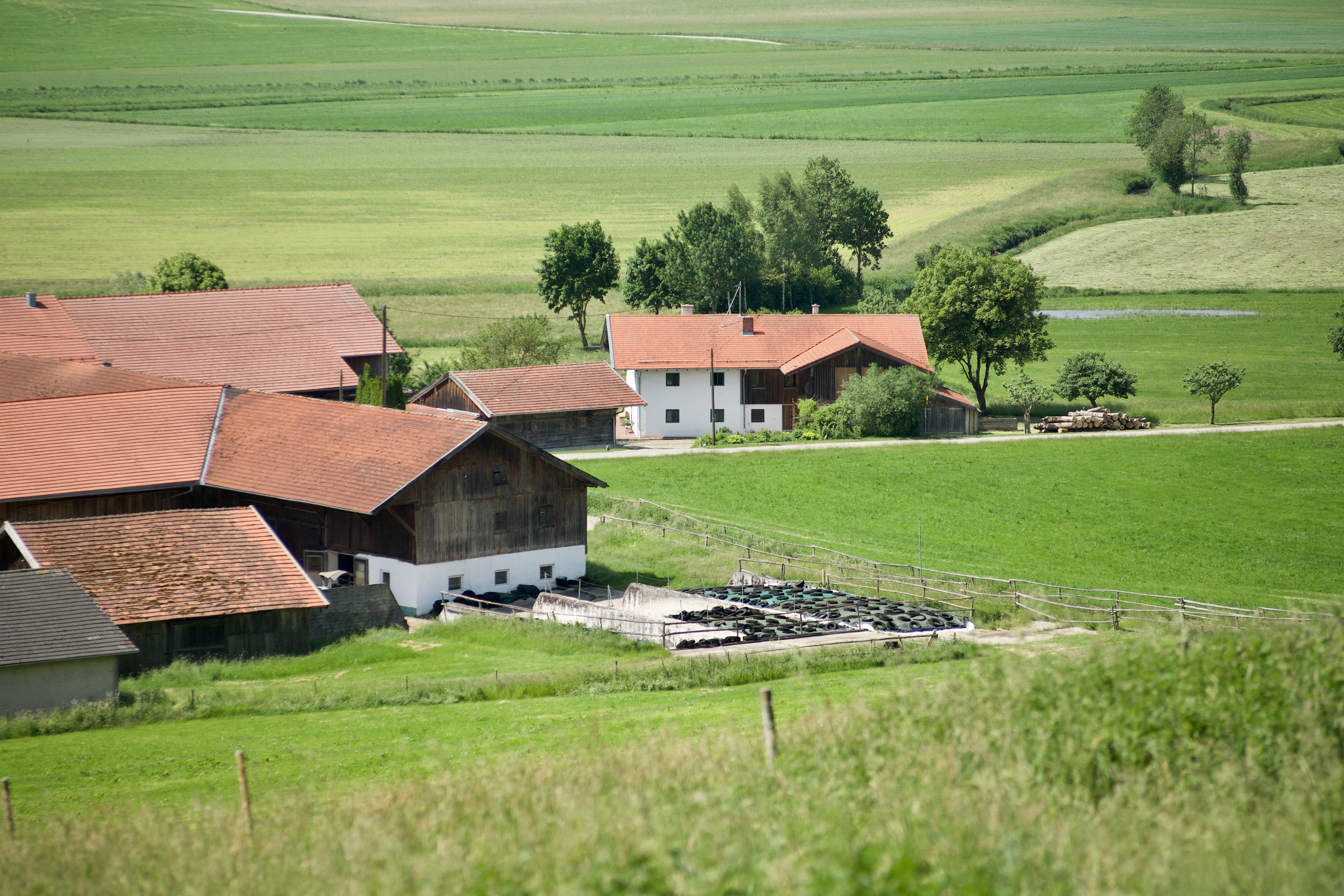6-2021 // Ebrachtal: Reith (Gmd. Pfaffing) // Pentacon electric 2.8/135mm, Canon EOS 5D