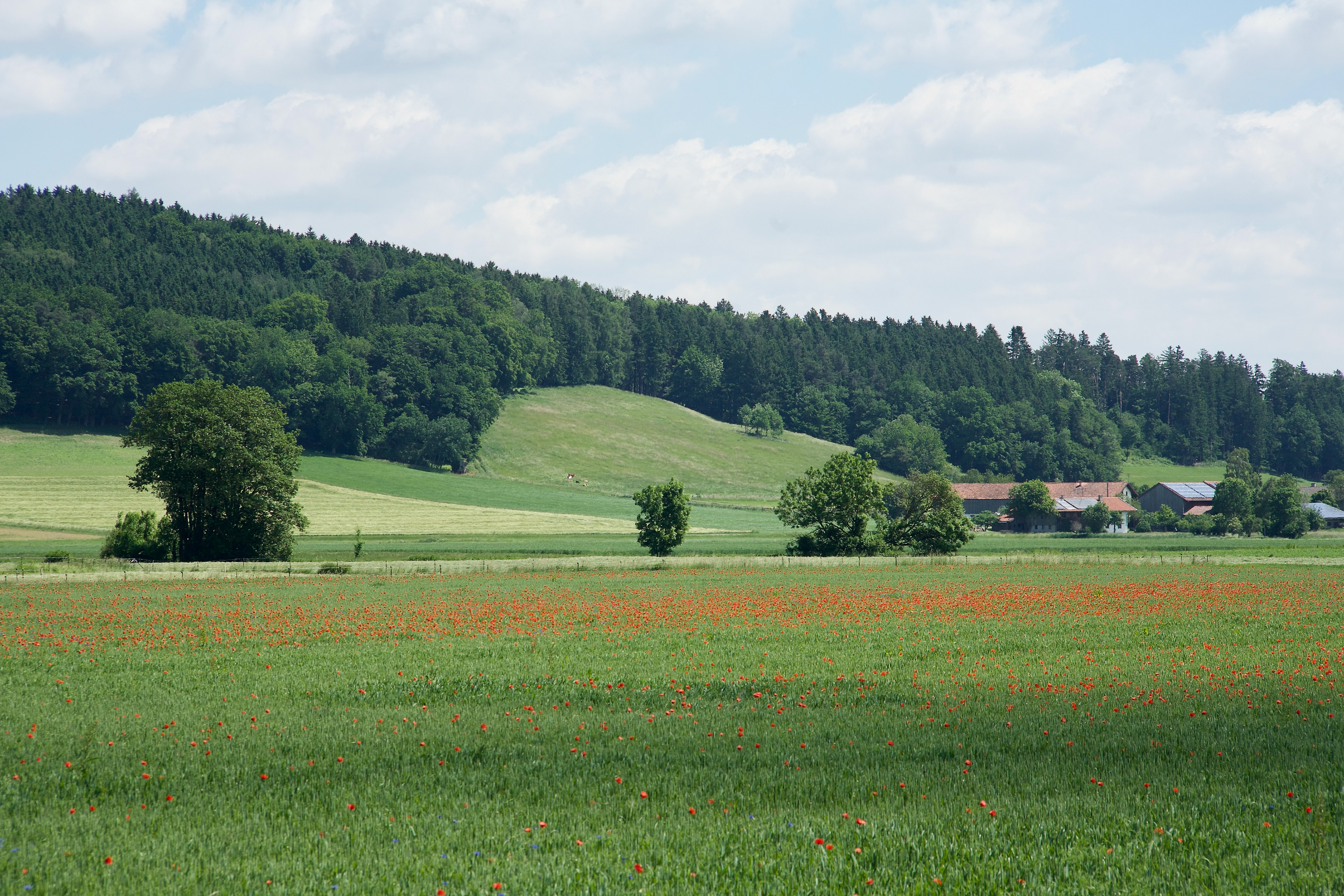 6-2021 // Das Ebrachtal mit Reith bei Ebrach (Gmd. Albaching) // Pentacon electric 2.8/135mm, Canon EOS 5D