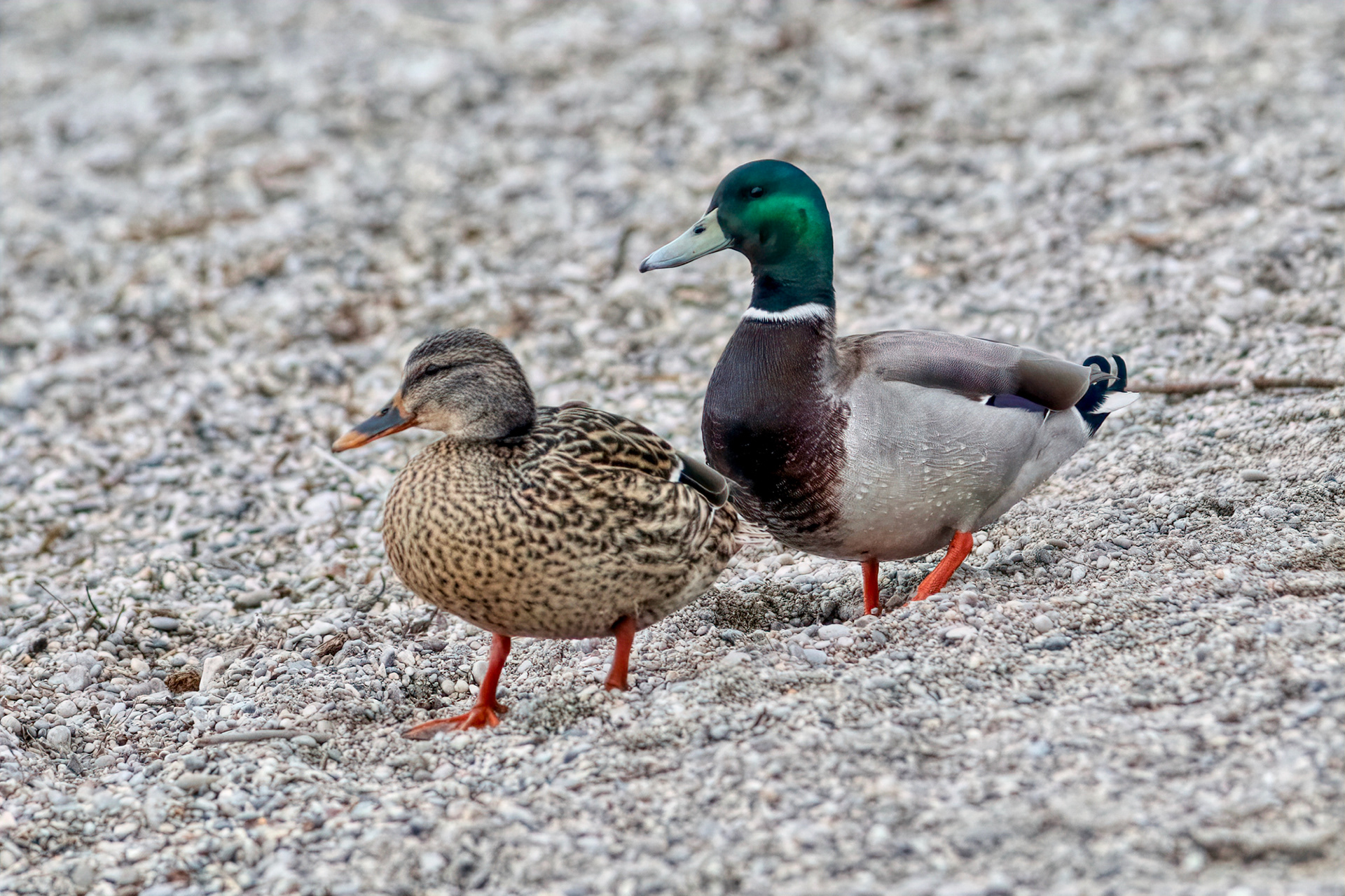 Mallards (Anas platyrhynchos)