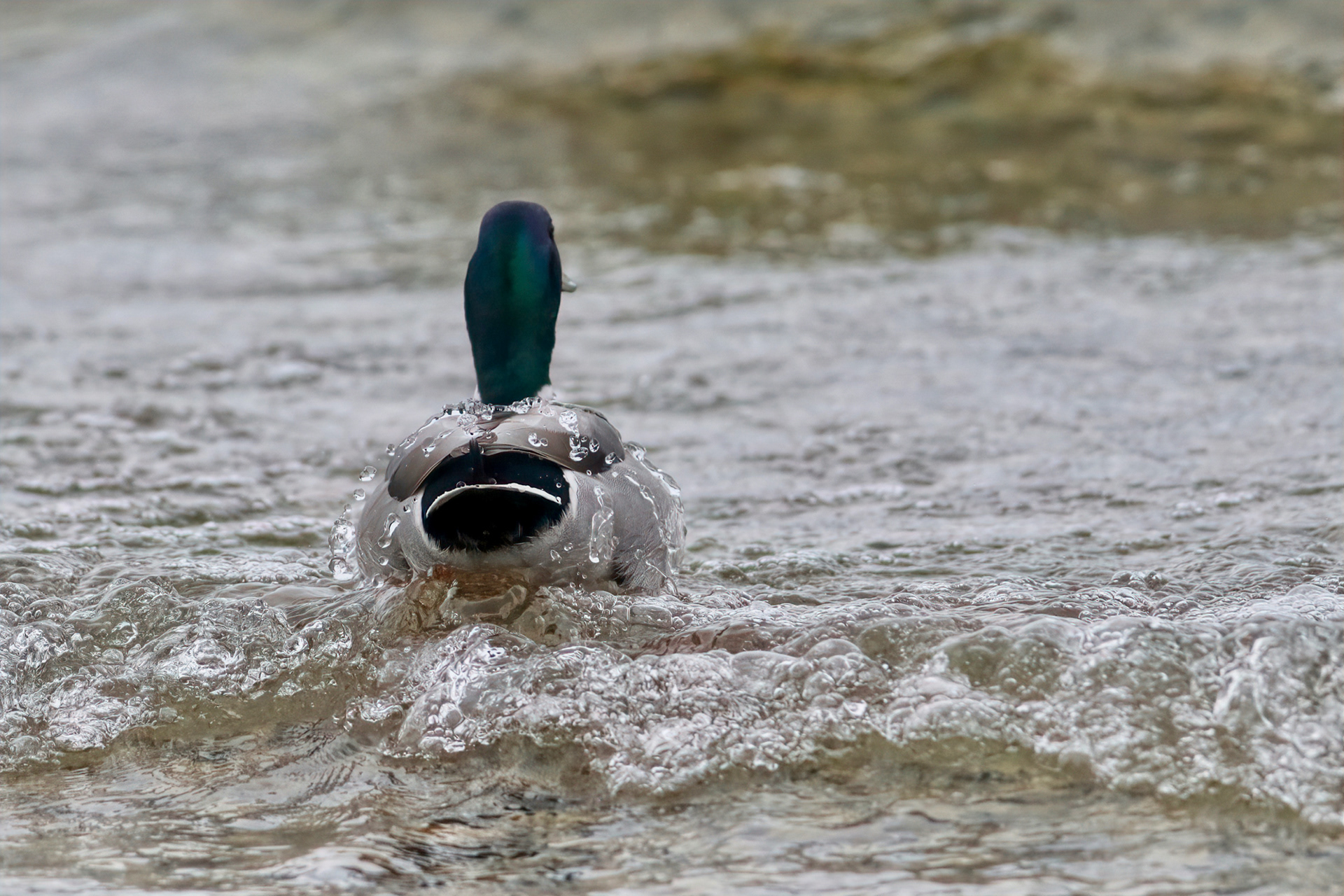 Mallard (Anas platyrhynchos)