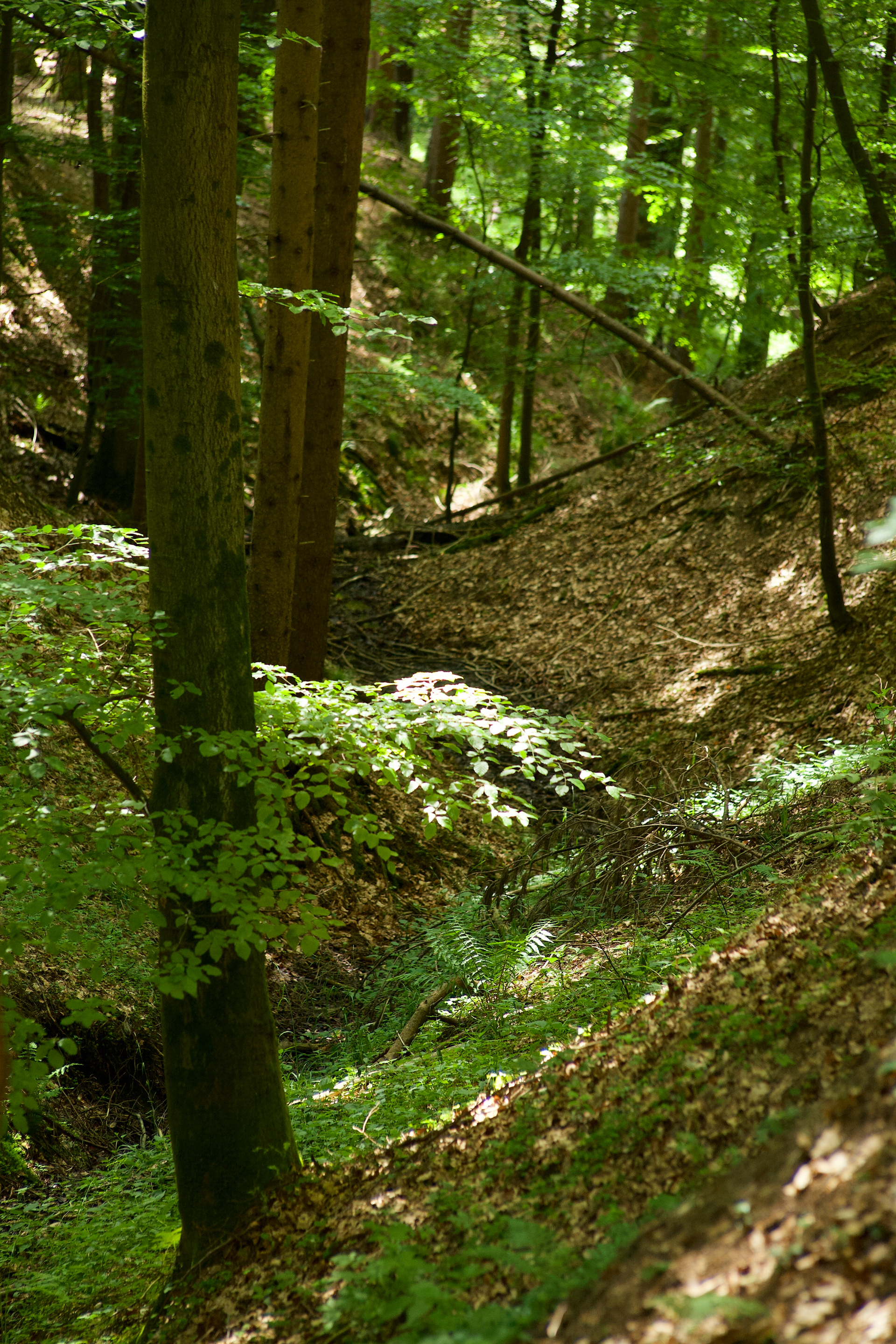 6-2021 // Eiszeitliches Tal im Kaltenecker Wald // Pentacon electric 2.8/135mm, Canon EOS 5D