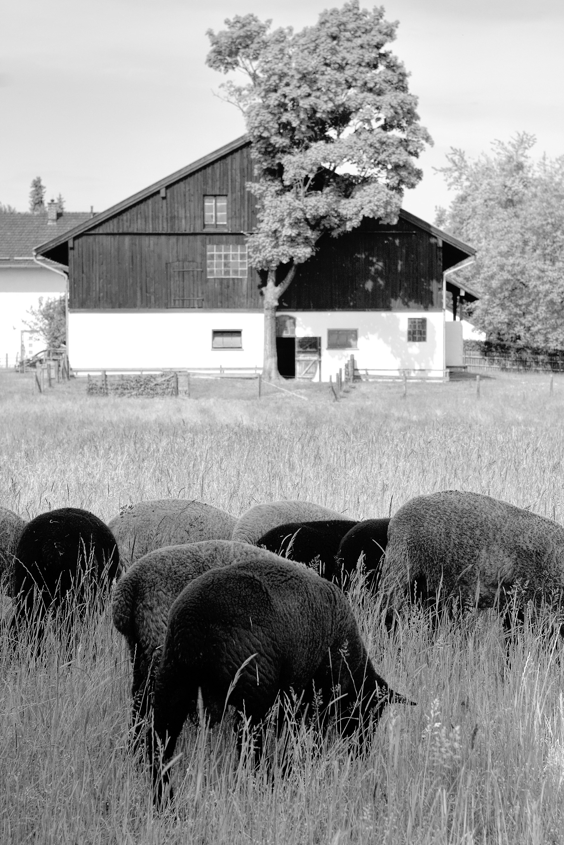 6-2021 // Haag: Gehöft in der Bürgermeister-Jäger-Straße // Carl Zeiss Jena Biotar 2/58mm, Canon EOS 30D