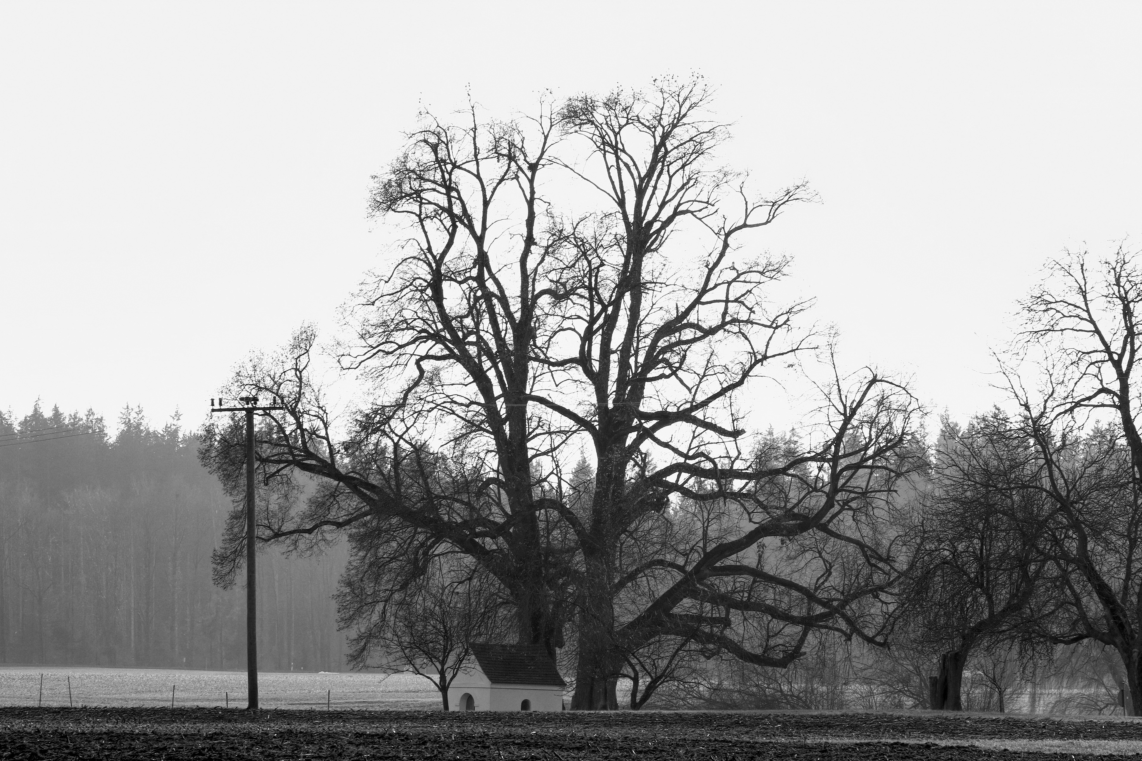 1-2022 // Die riesigen alten Linden und die Kapelle von Vorderschleefeld // Pentacon electric 2.8/135mm, Canon EOS 7D Mark II