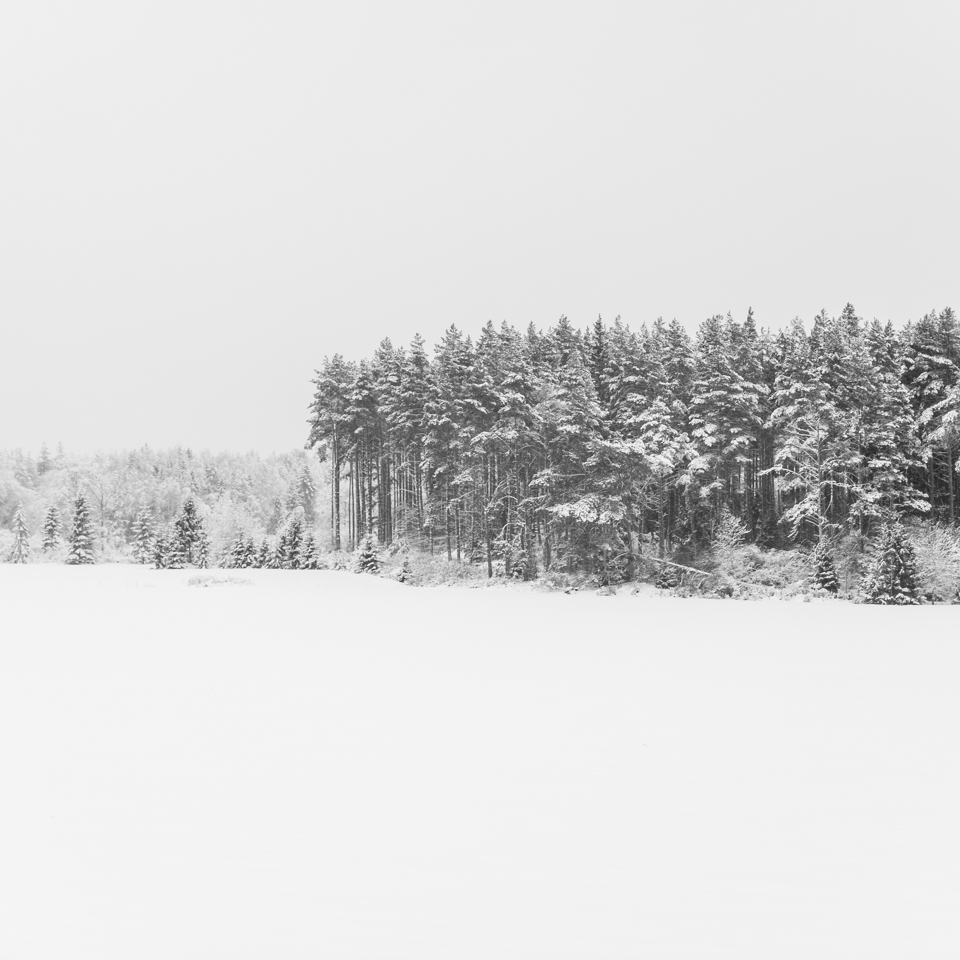 Winter Forrest study 1 5/5