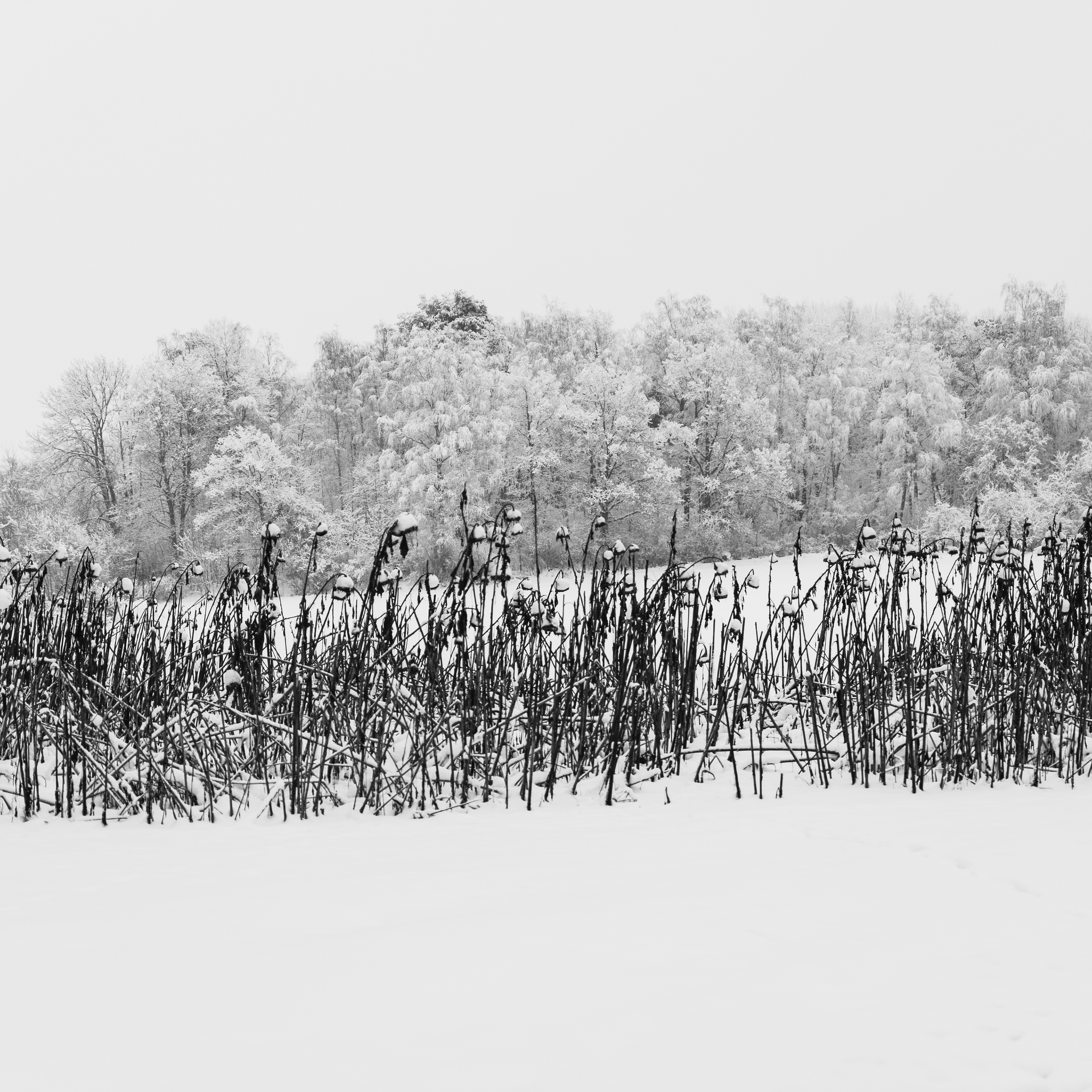 Winter sunflowers study 1 5/5