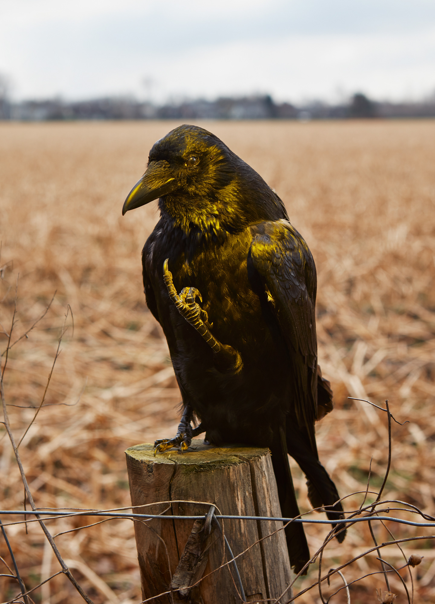 €350-€600. The Crow. 35x50 digital c-print. With or without a frame