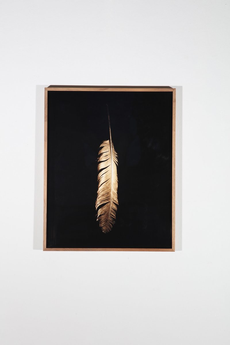 €900. Exhibition Print. The Golden Feather. 50x60 analogue c-print in Profilex frame