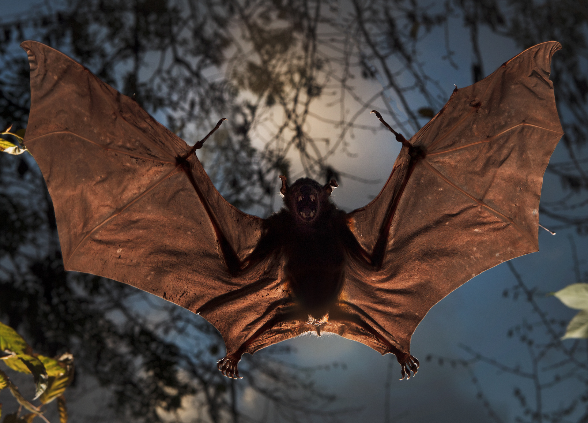 €350-€600. The Bat. 35x50 digital c-print. With or without a frame