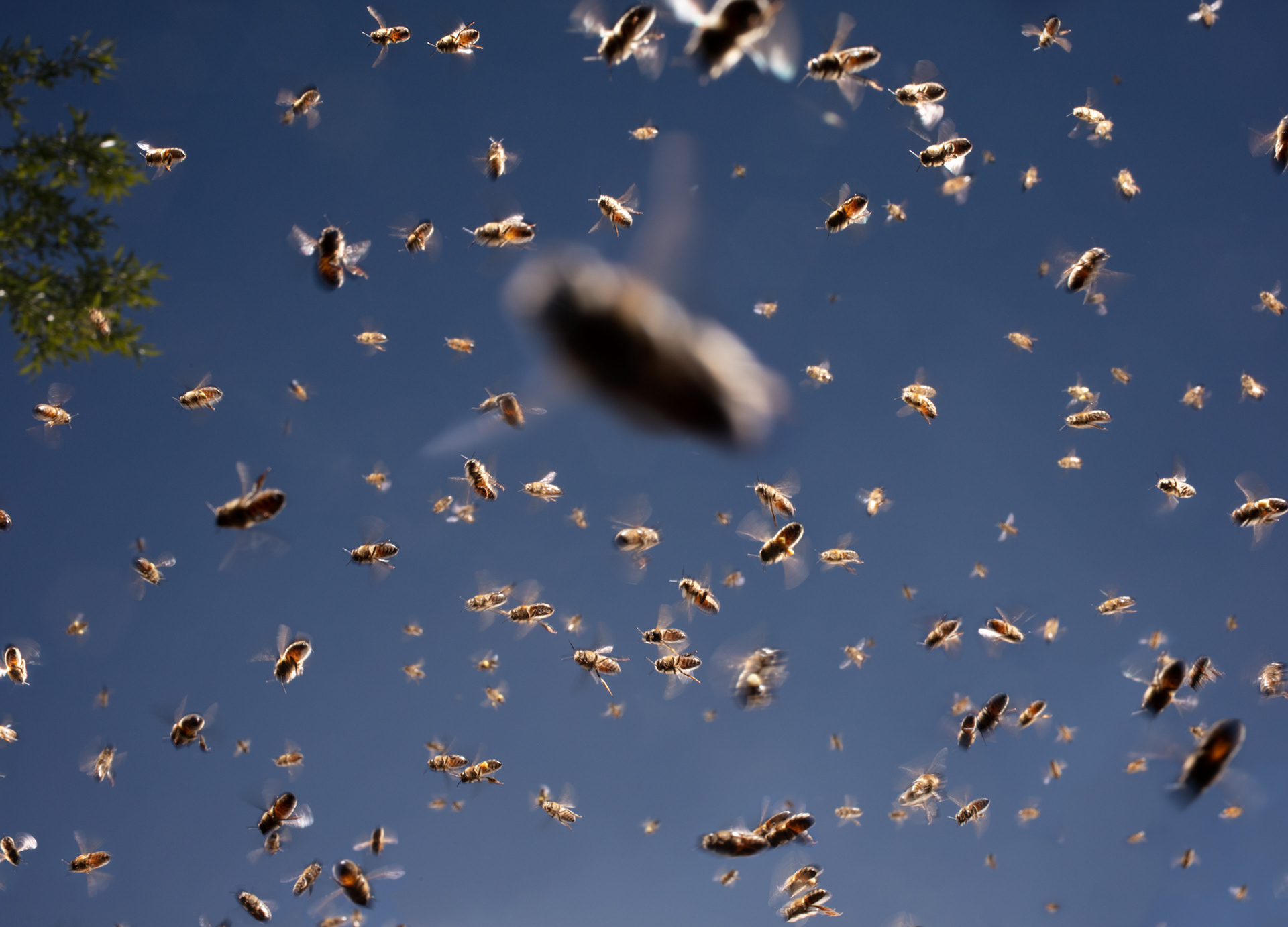 €350-€600. The Bees. 35x50 digital c-print. With or without a frame
