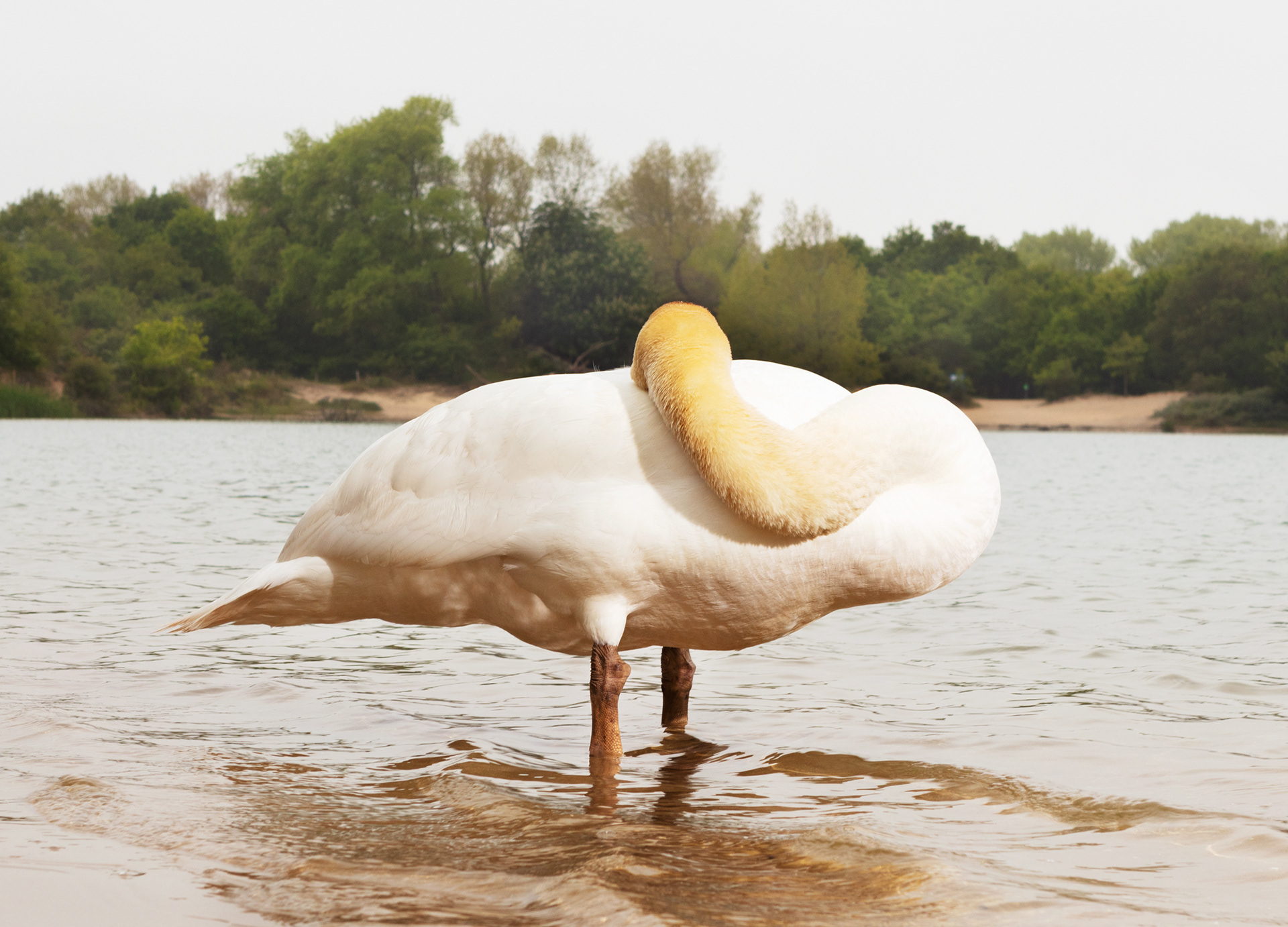€350-€600. The Swan. 35x50 digital c-print. With or without a frame