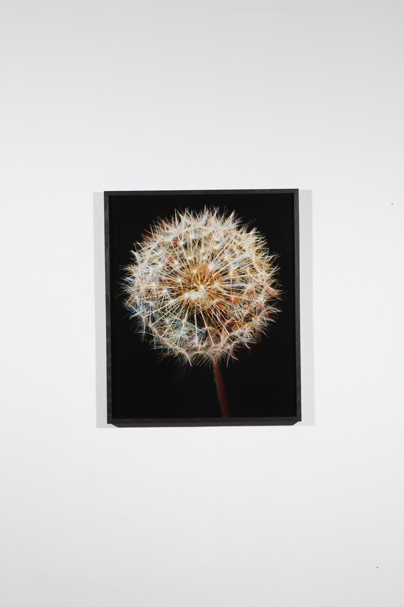 €750. Exhibition Print, approx. 50x60 cm. Daffodil in red, green and blue