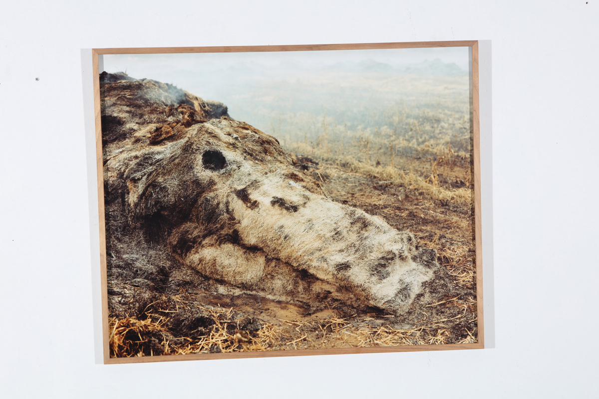 €1250. Exhibition Print. The Dragon. Analogue c-print in Profilex frame