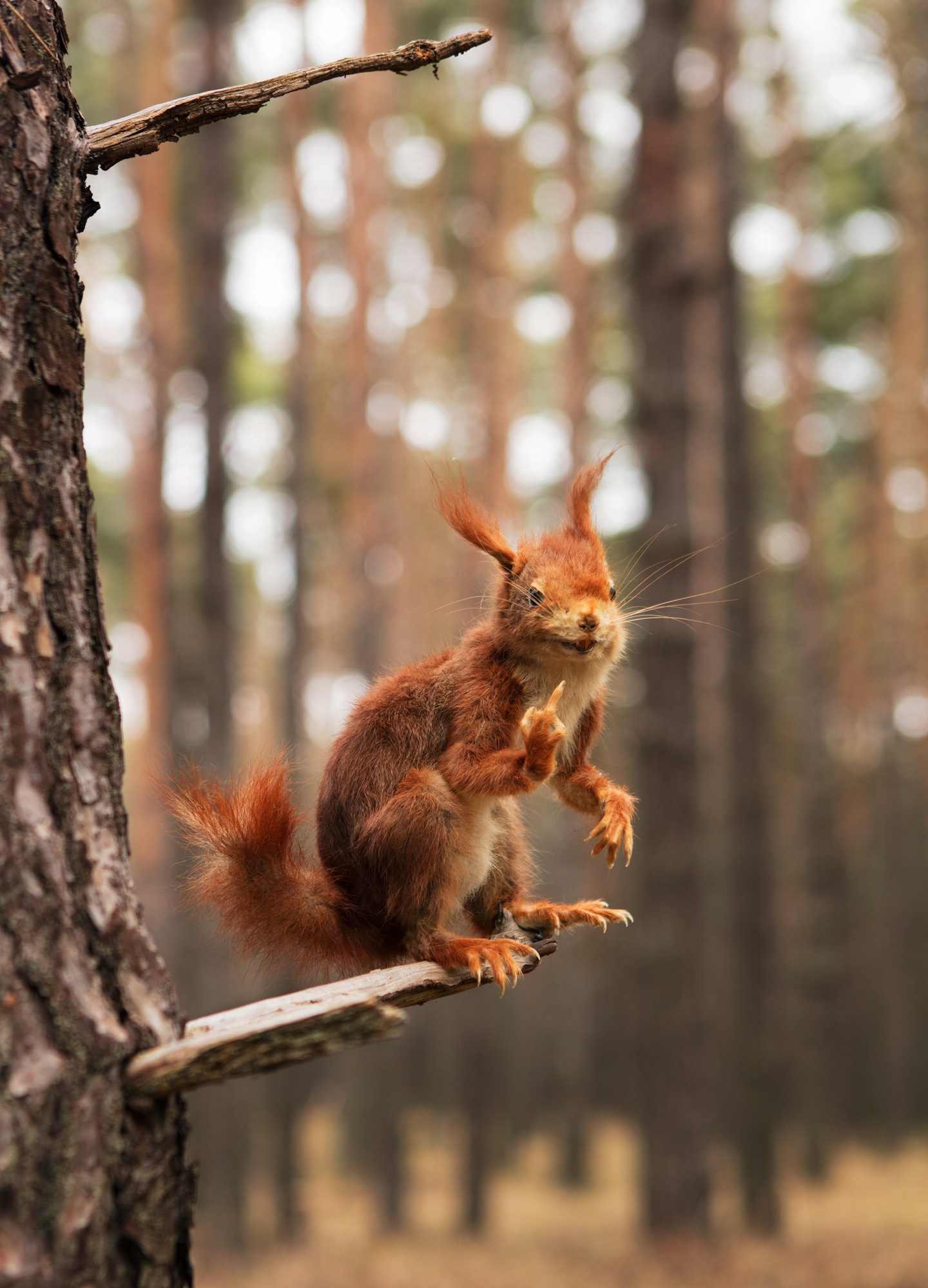 €350-€600. The Squirrel. 35x50 digital c-print. With or without a frame