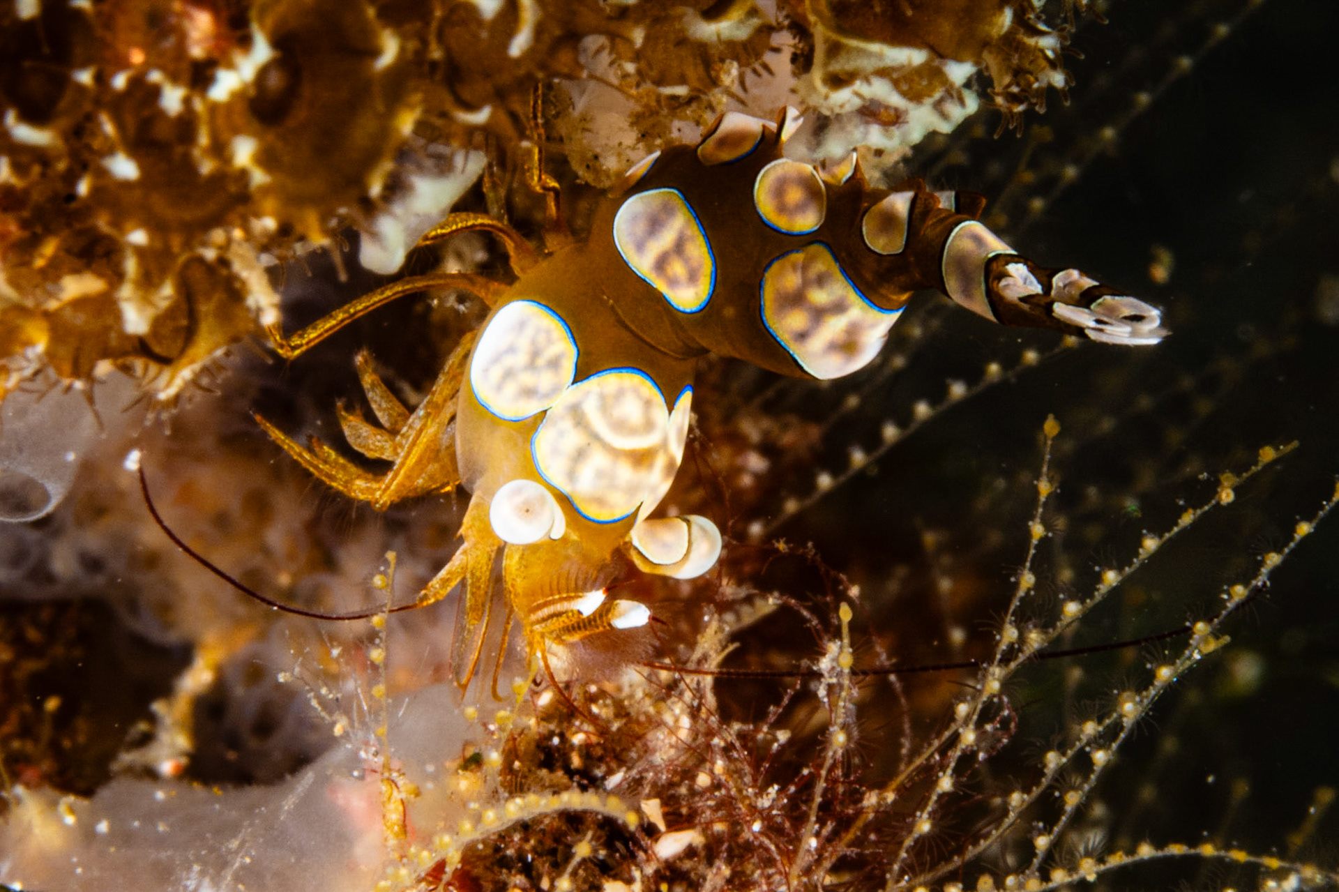 Squat Anemone Shrimp