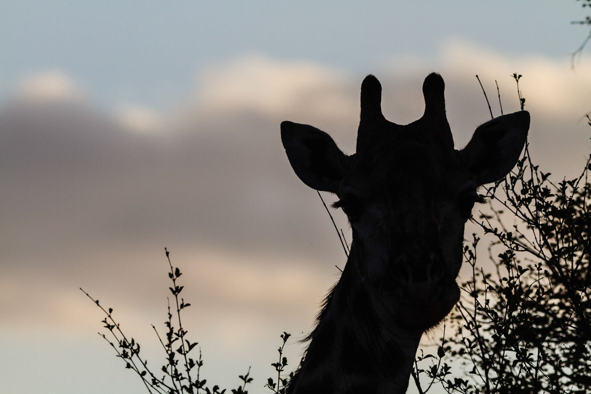 Giraffe