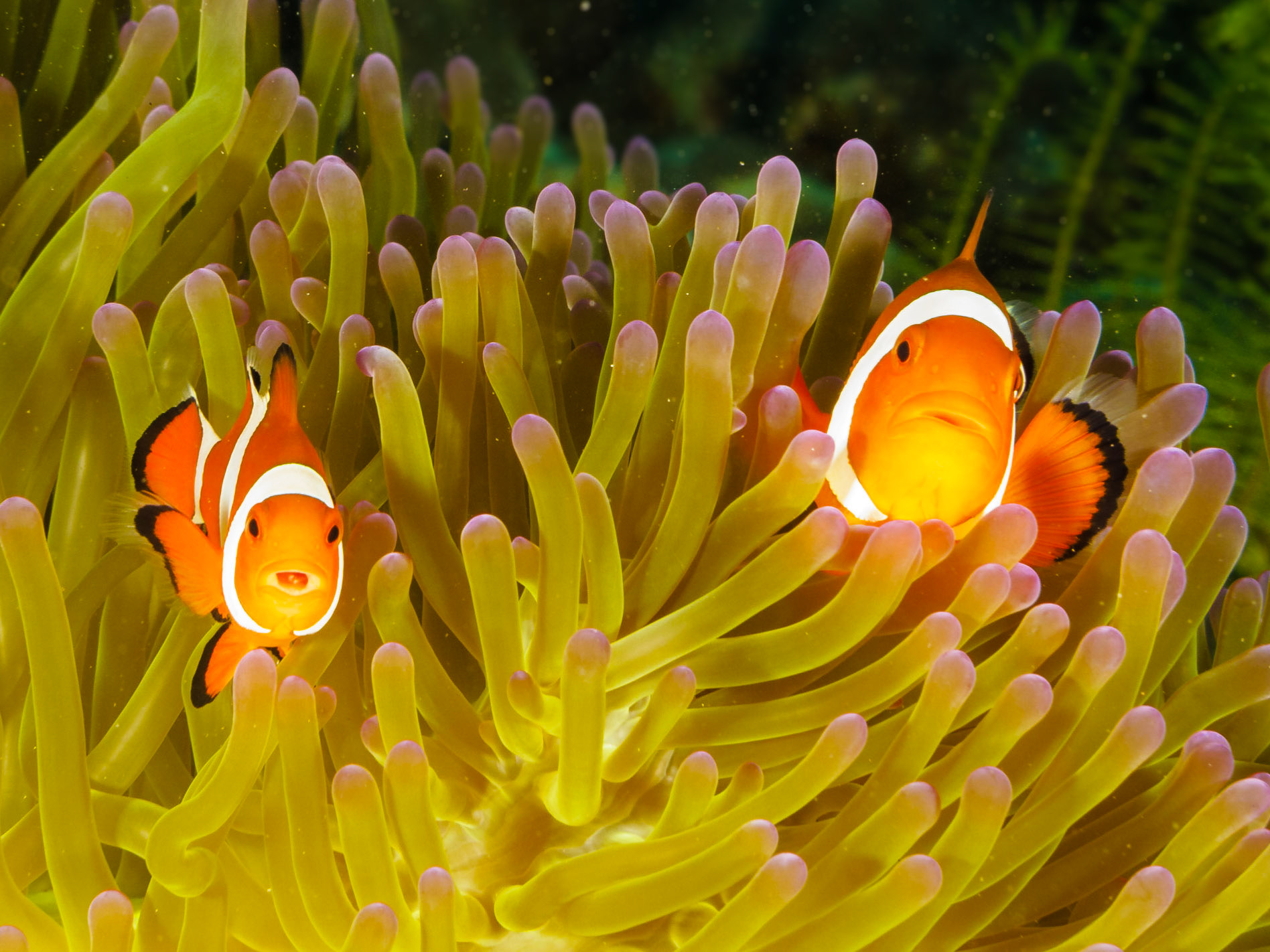 False Clown Anemonefish