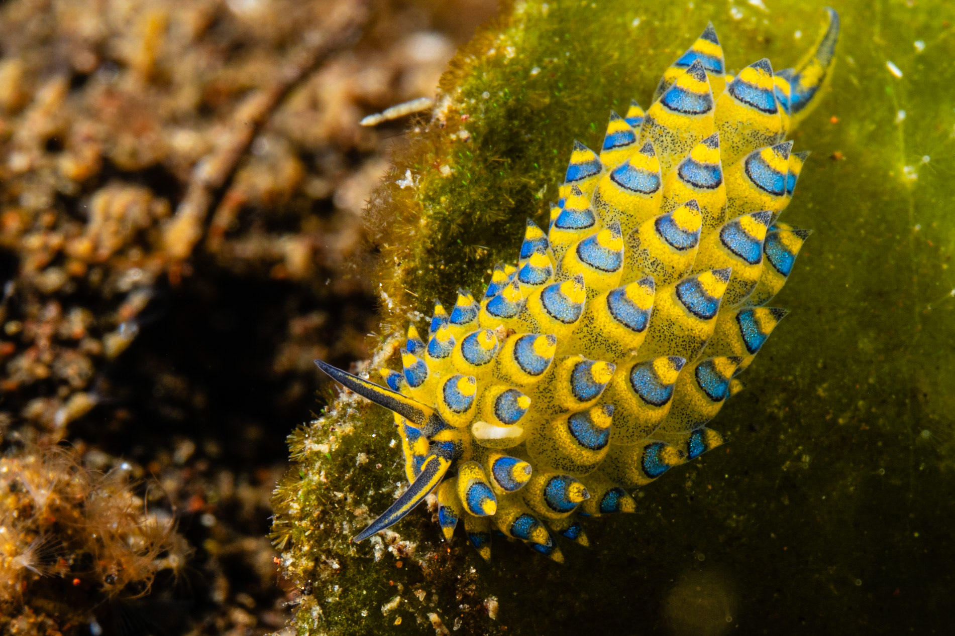 Stiliger ornatus