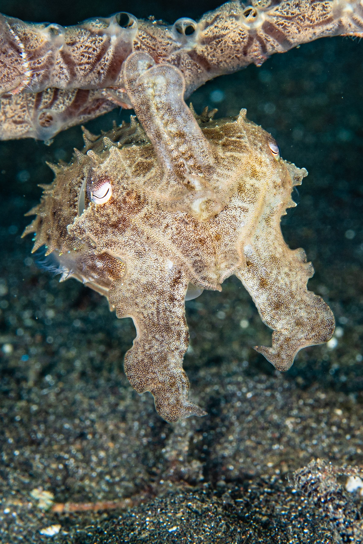 Broadclub Cuttlefish