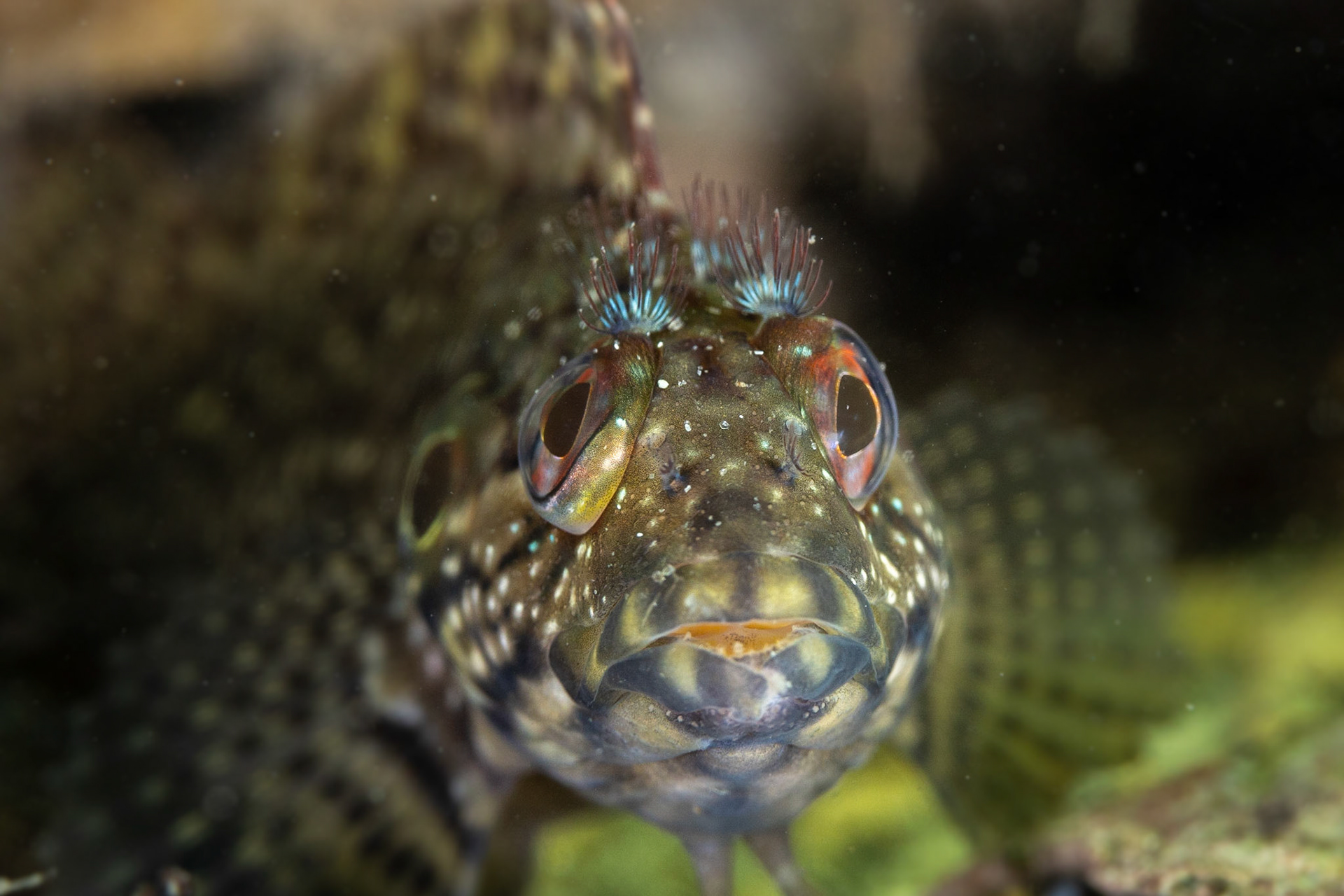 Hairy Blenny (complex)