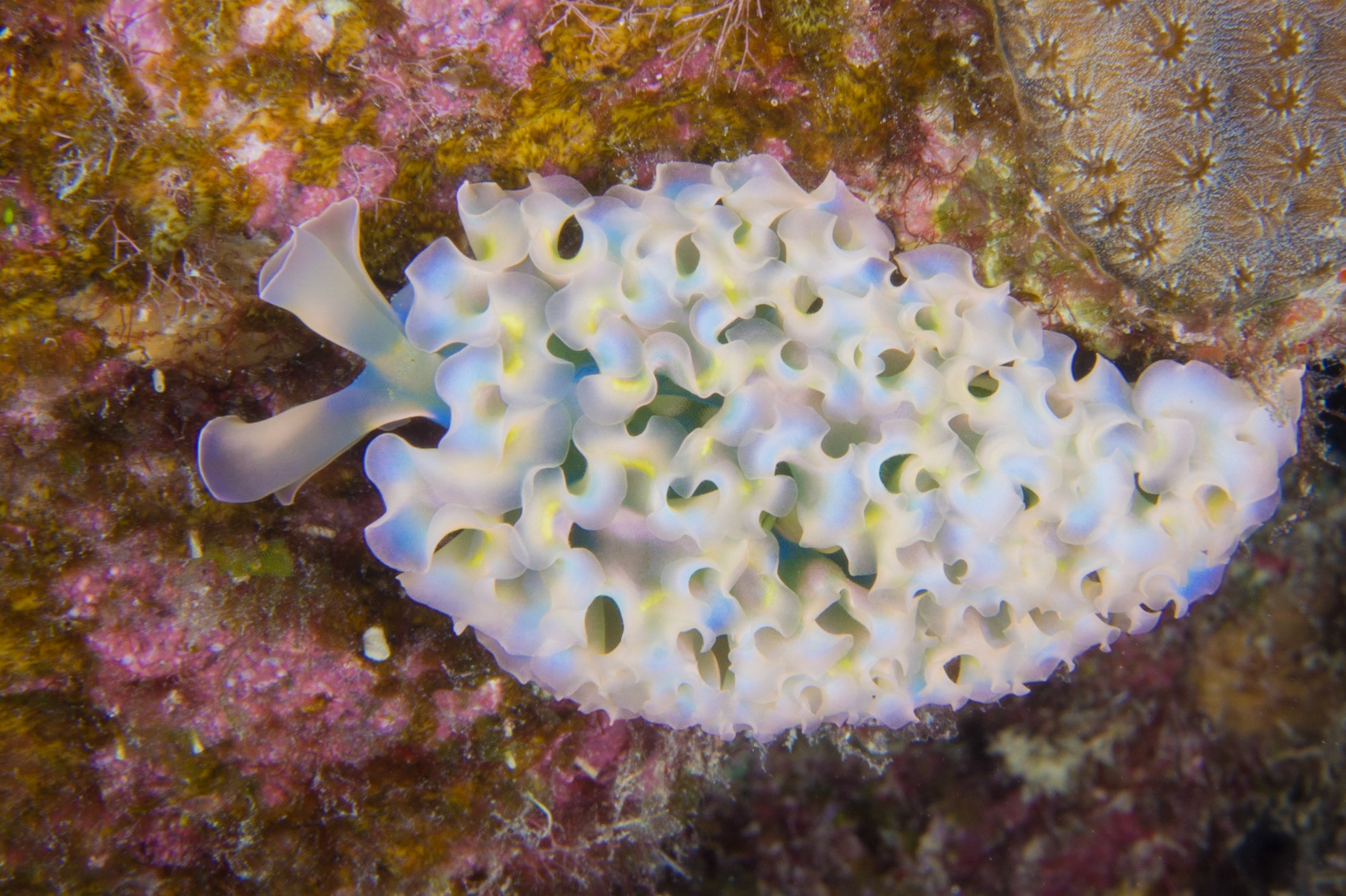 Lettuce Sea Slug