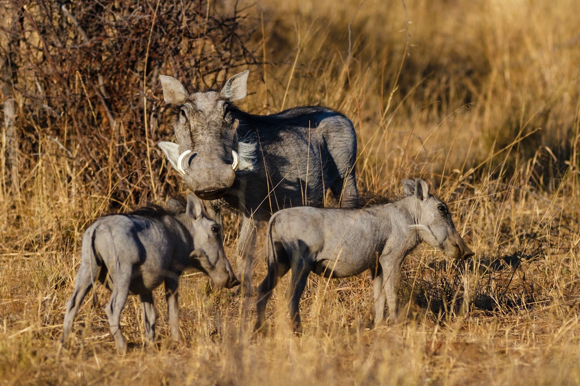 Warthogs