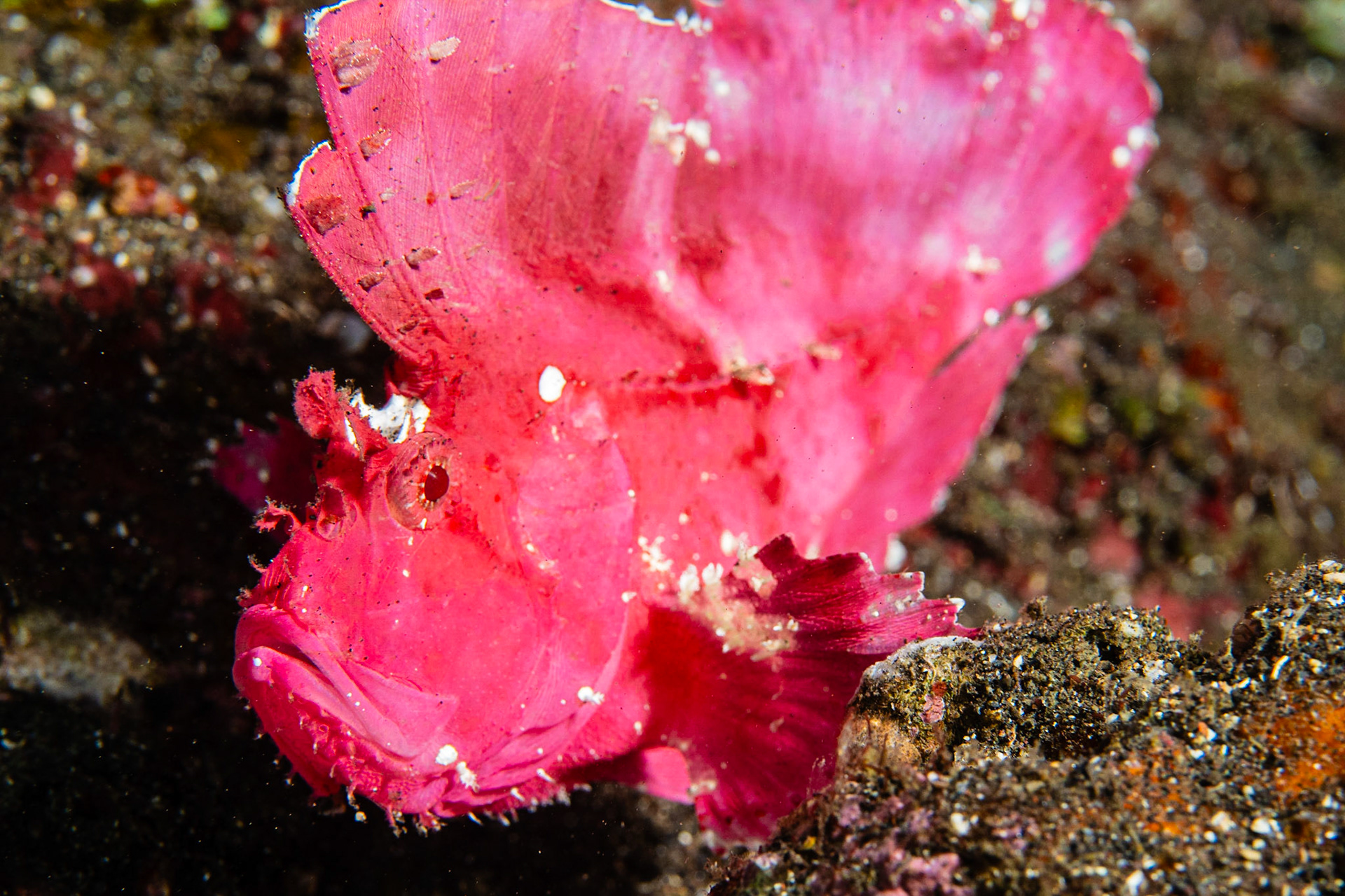 Leaf Scorpionfish
