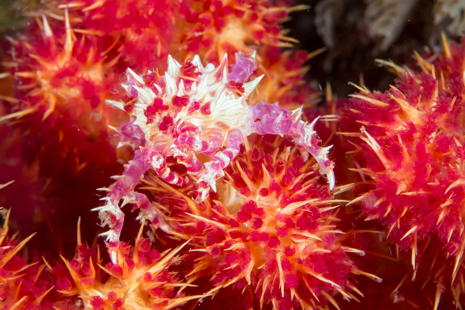 Soft Coral Crab