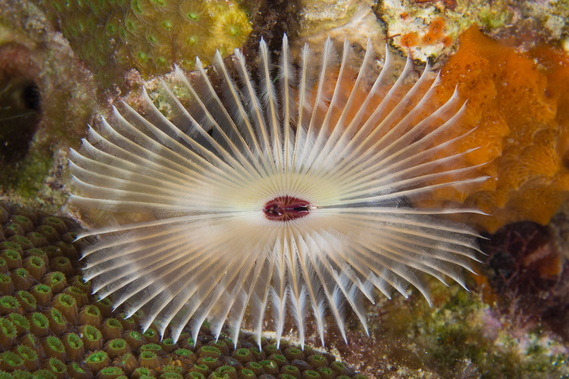 Split-crown Feather Duster
