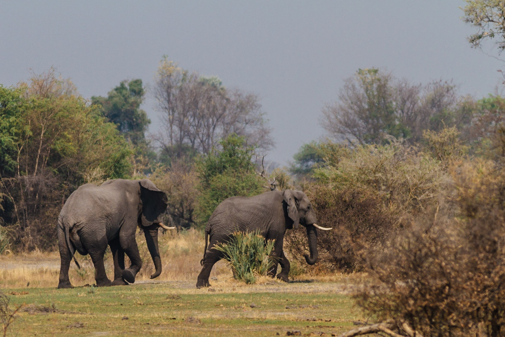 African Elephant