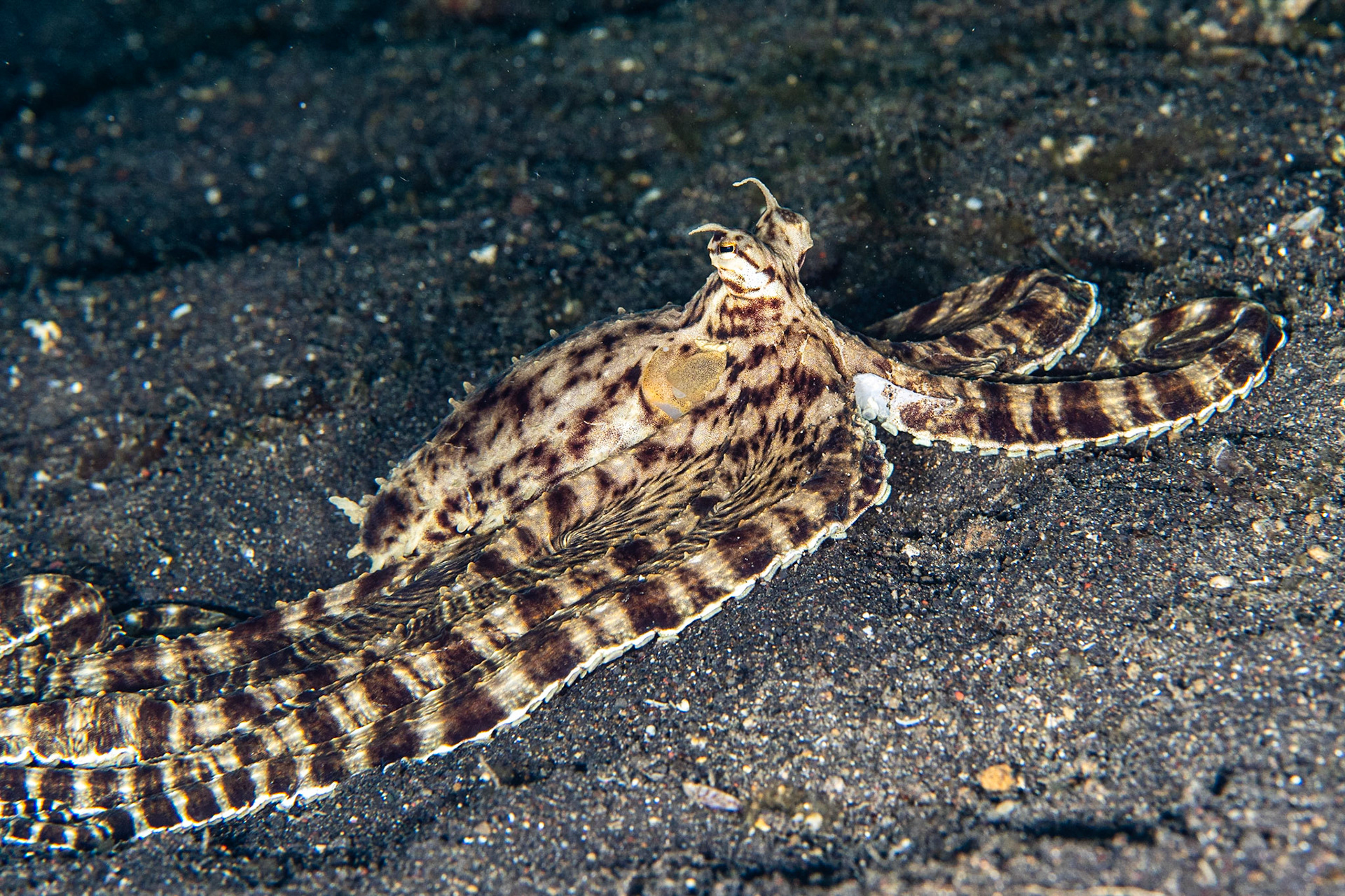 Mimic Octopus
