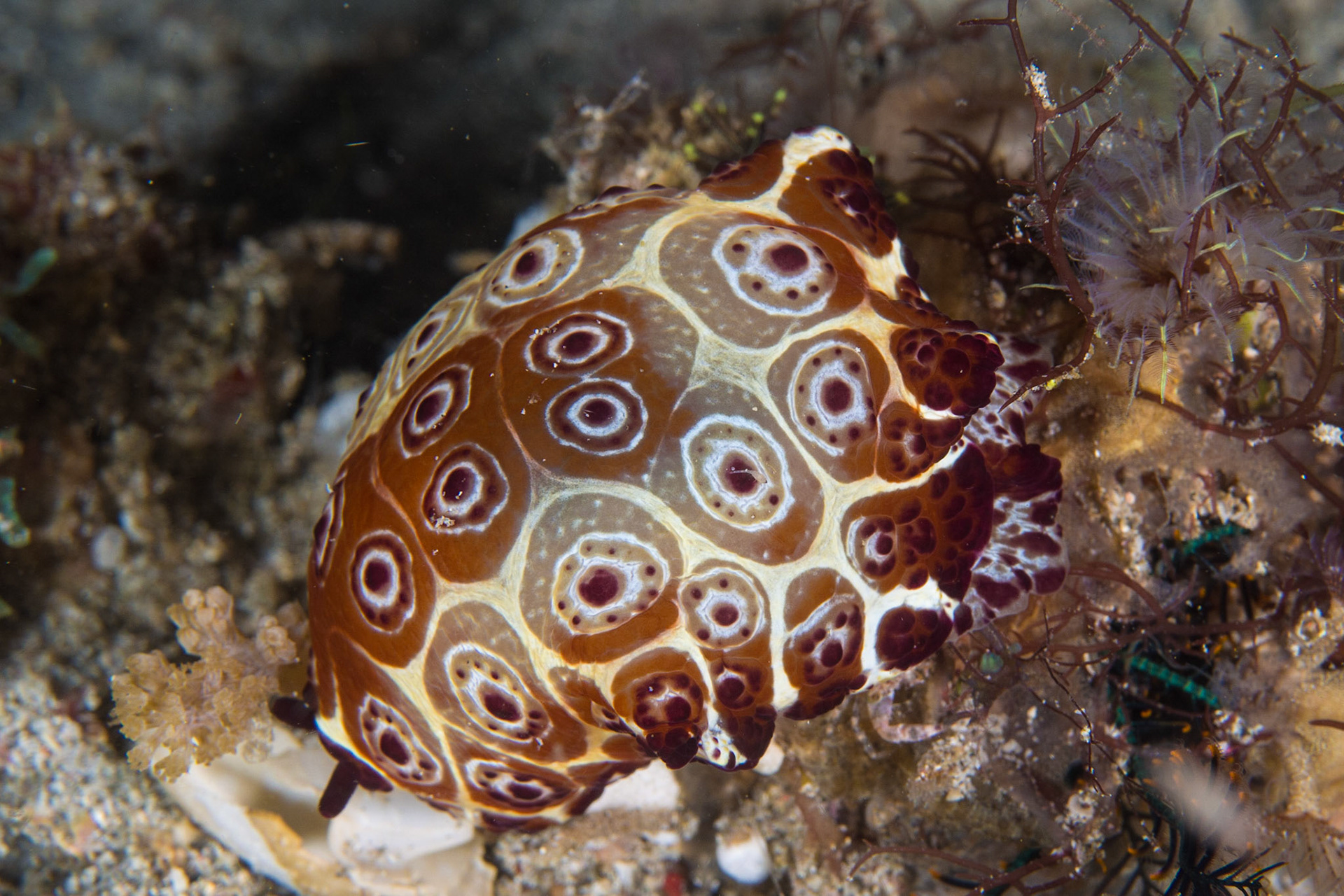 Pleurobranchus grandis