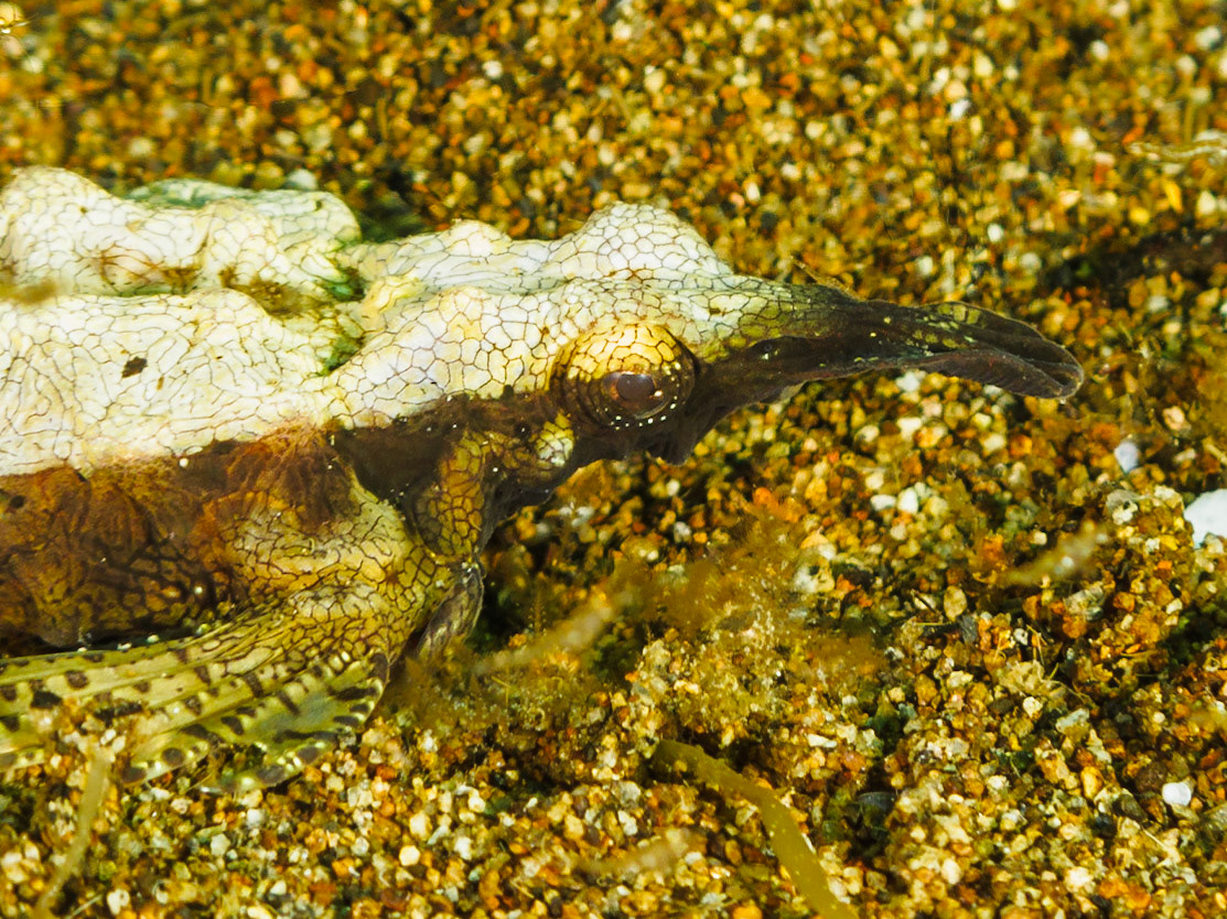 Short Dragonfish